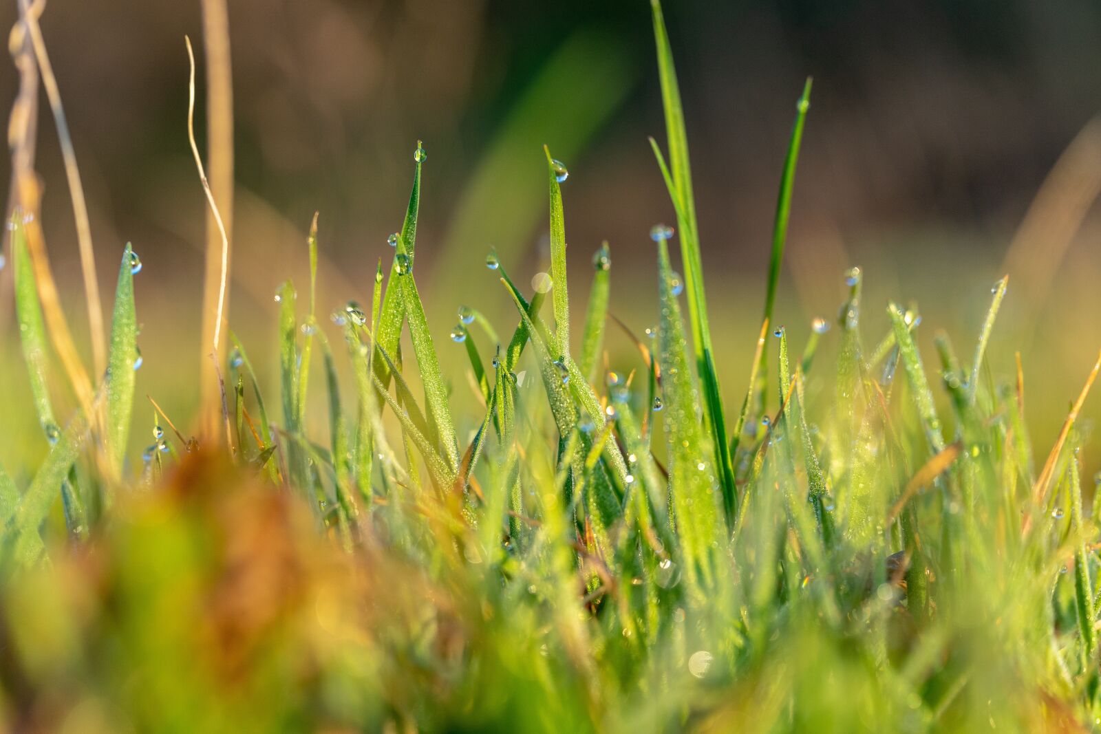 Sigma 70mm F2.8 DG Macro Art sample photo. Spring, dew, nature photography