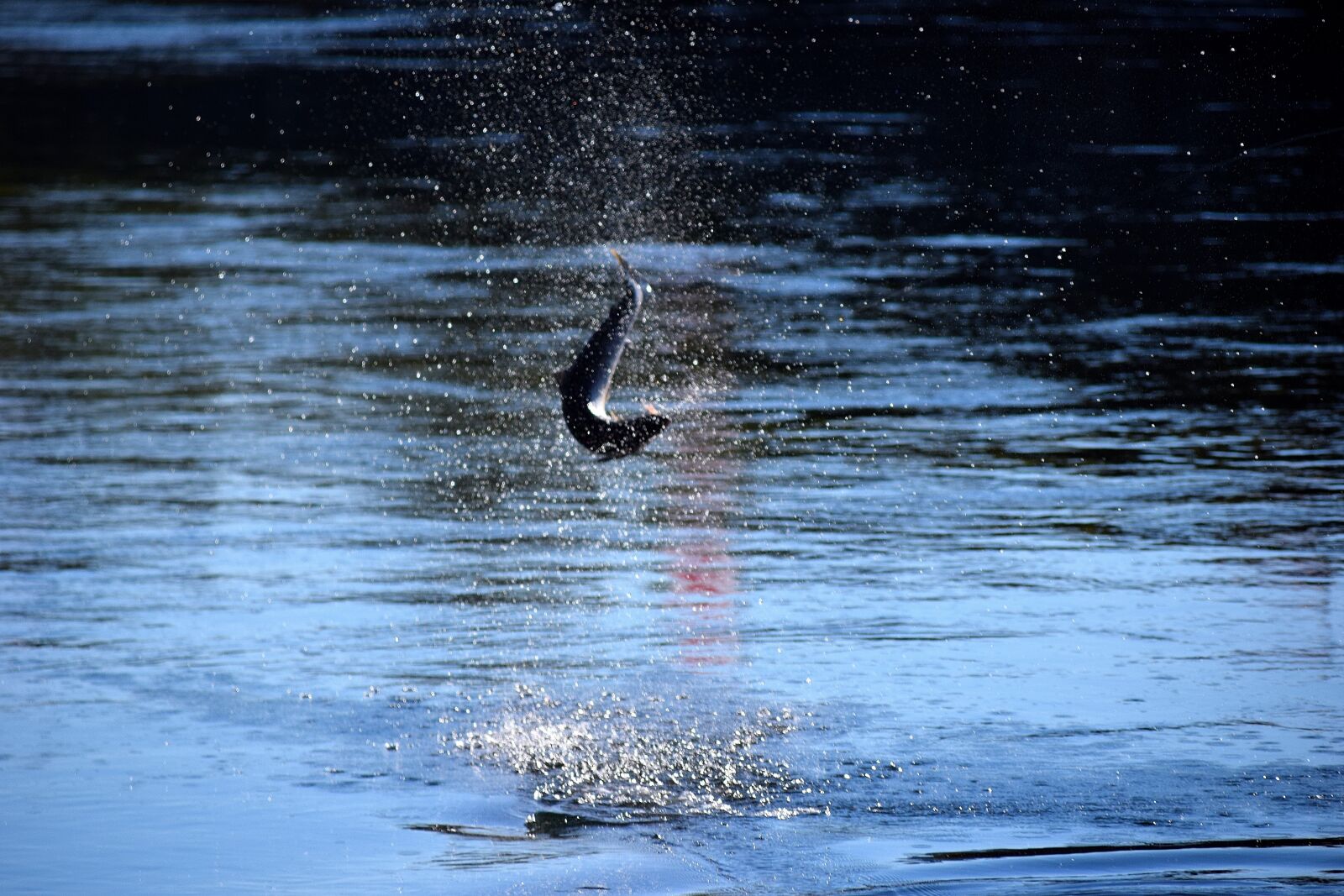 Nikon D5300 sample photo. Salmon, jump, norway photography