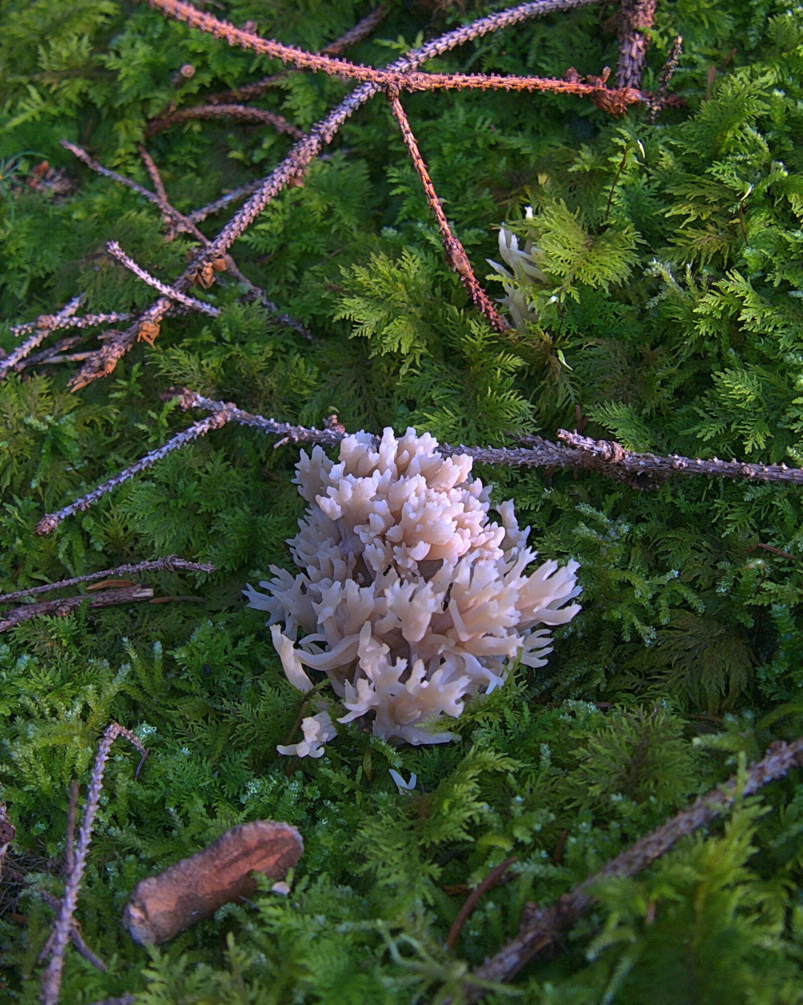Panasonic Lumix DMC-G6 sample photo. Mushroom, mushrooms, goatee photography
