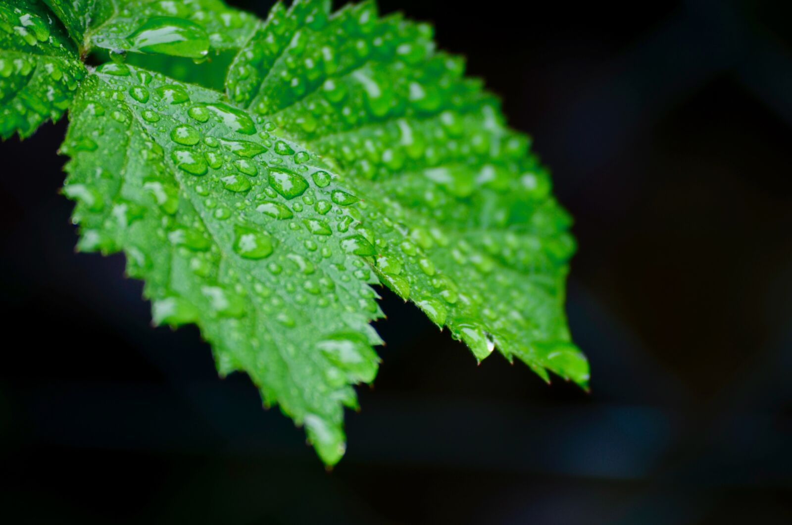 Nikon D5100 sample photo. Rain, garden, raindrop photography