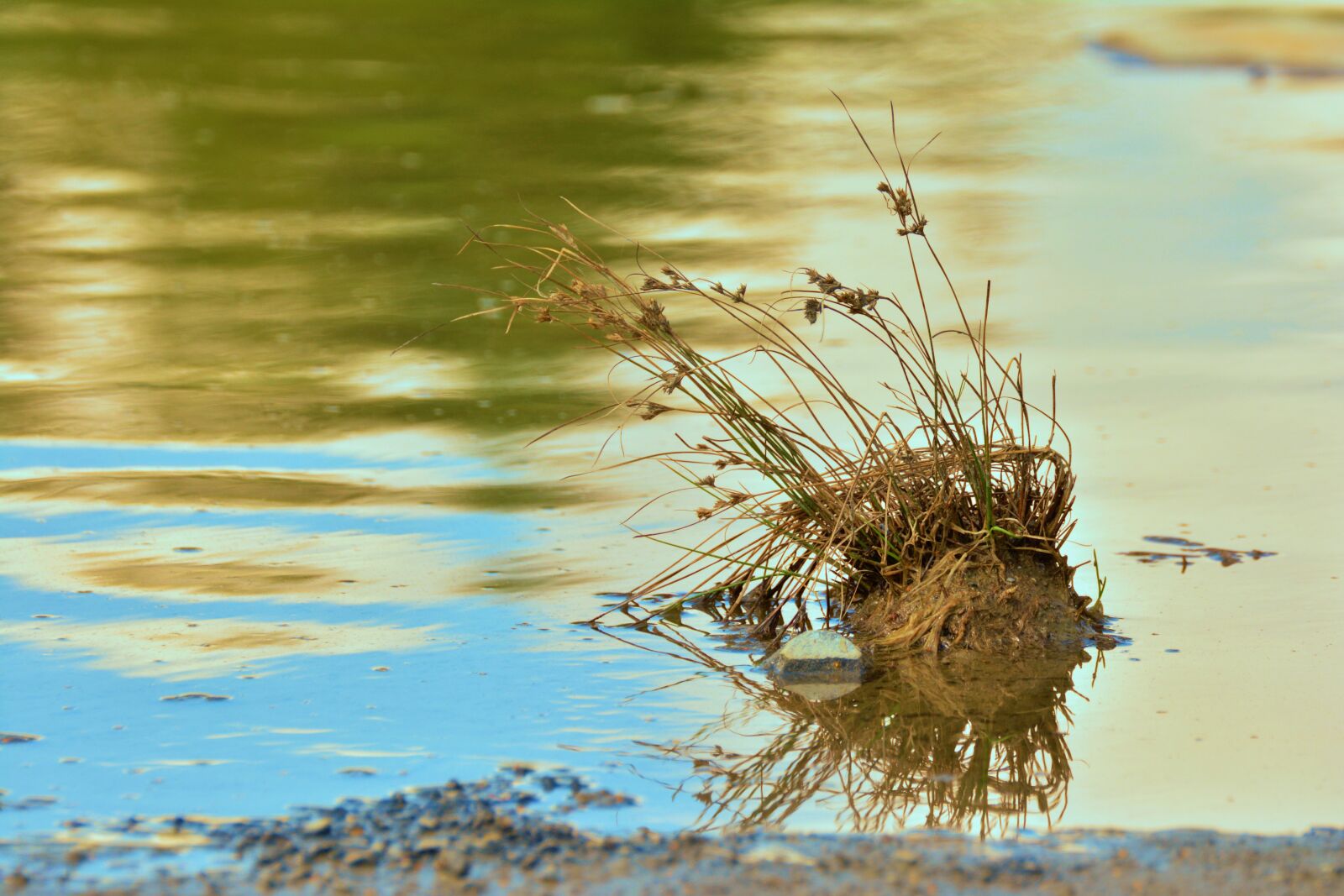 Nikon D5200 sample photo. Grasses, water, mirroring photography
