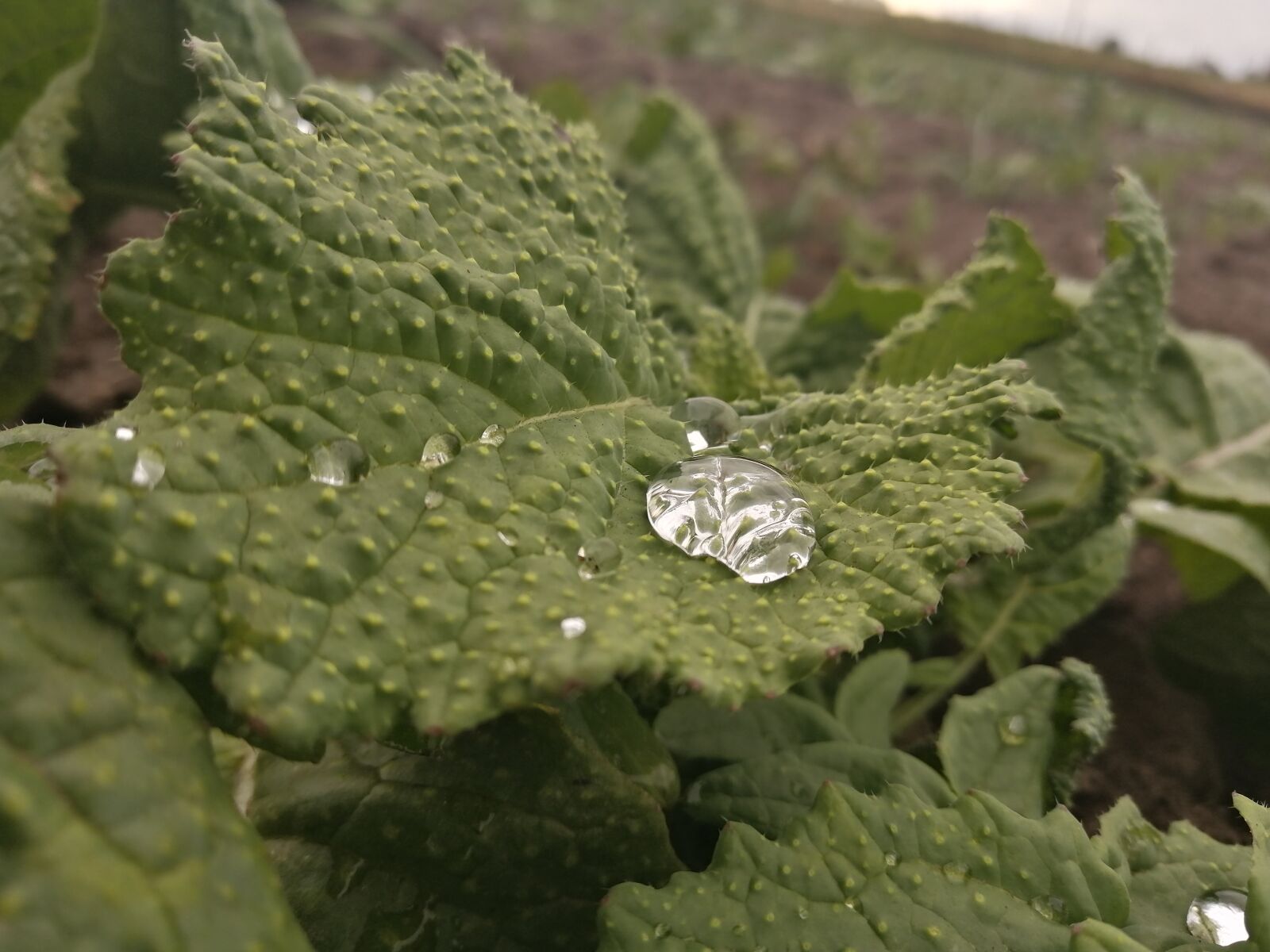 HUAWEI P30 LITE sample photo. Blur, drop, plant photography