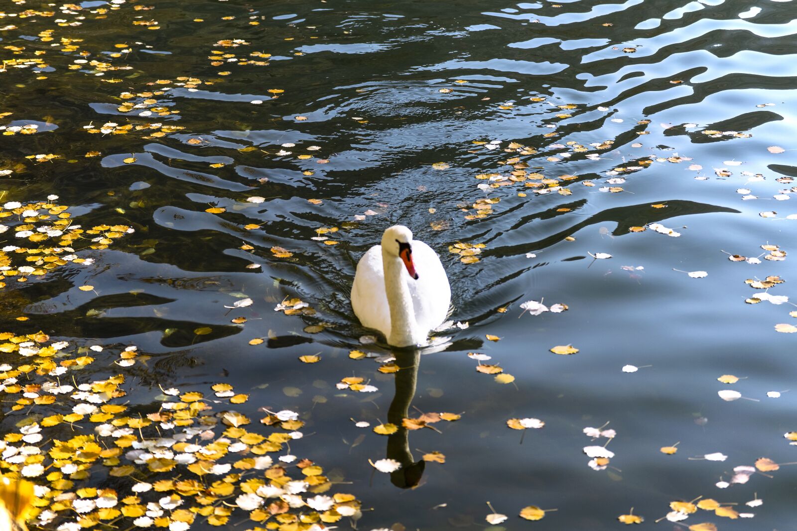 Nikon D5300 sample photo. Swan, kastoria, greece photography