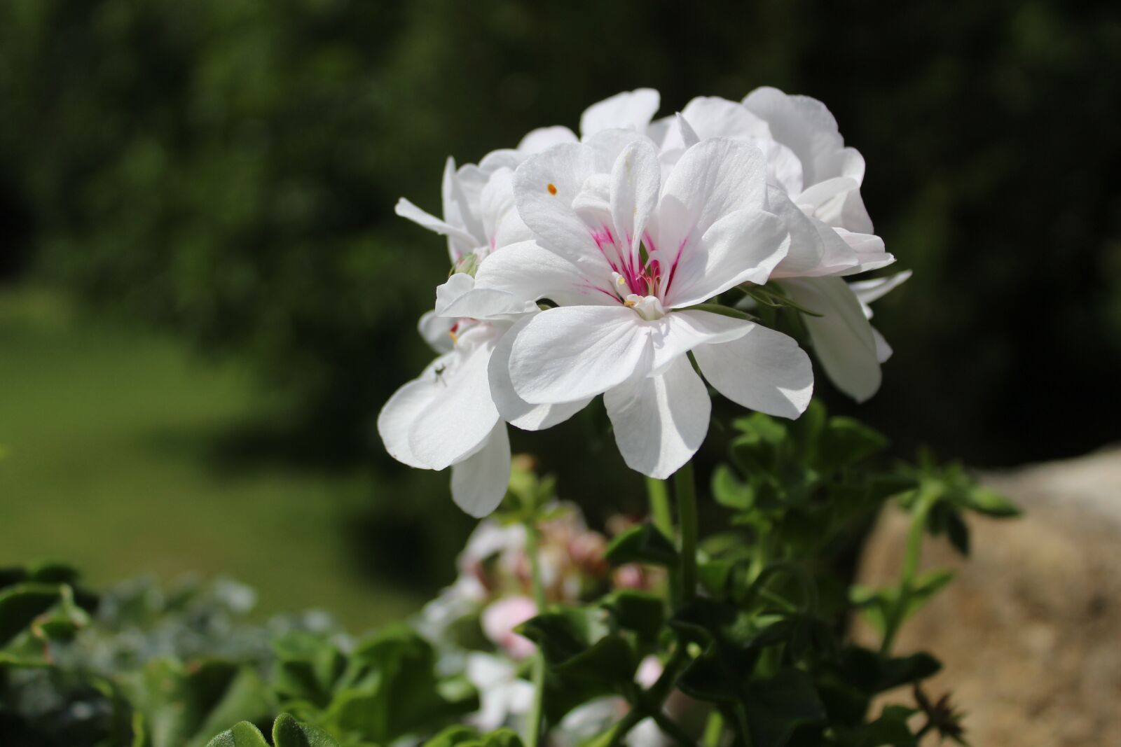Canon EOS 1200D (EOS Rebel T5 / EOS Kiss X70 / EOS Hi) sample photo. Flower, garden, nature photography