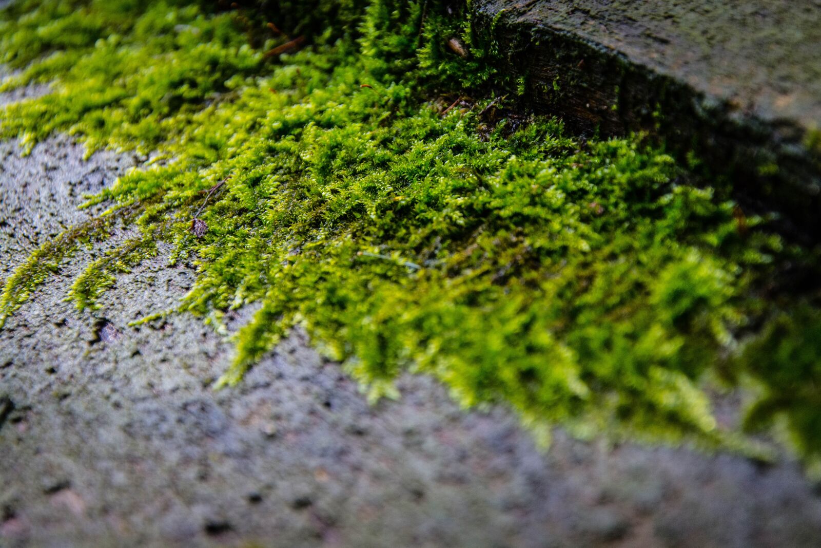 Nikon D7100 sample photo. Moss, nature, forest photography