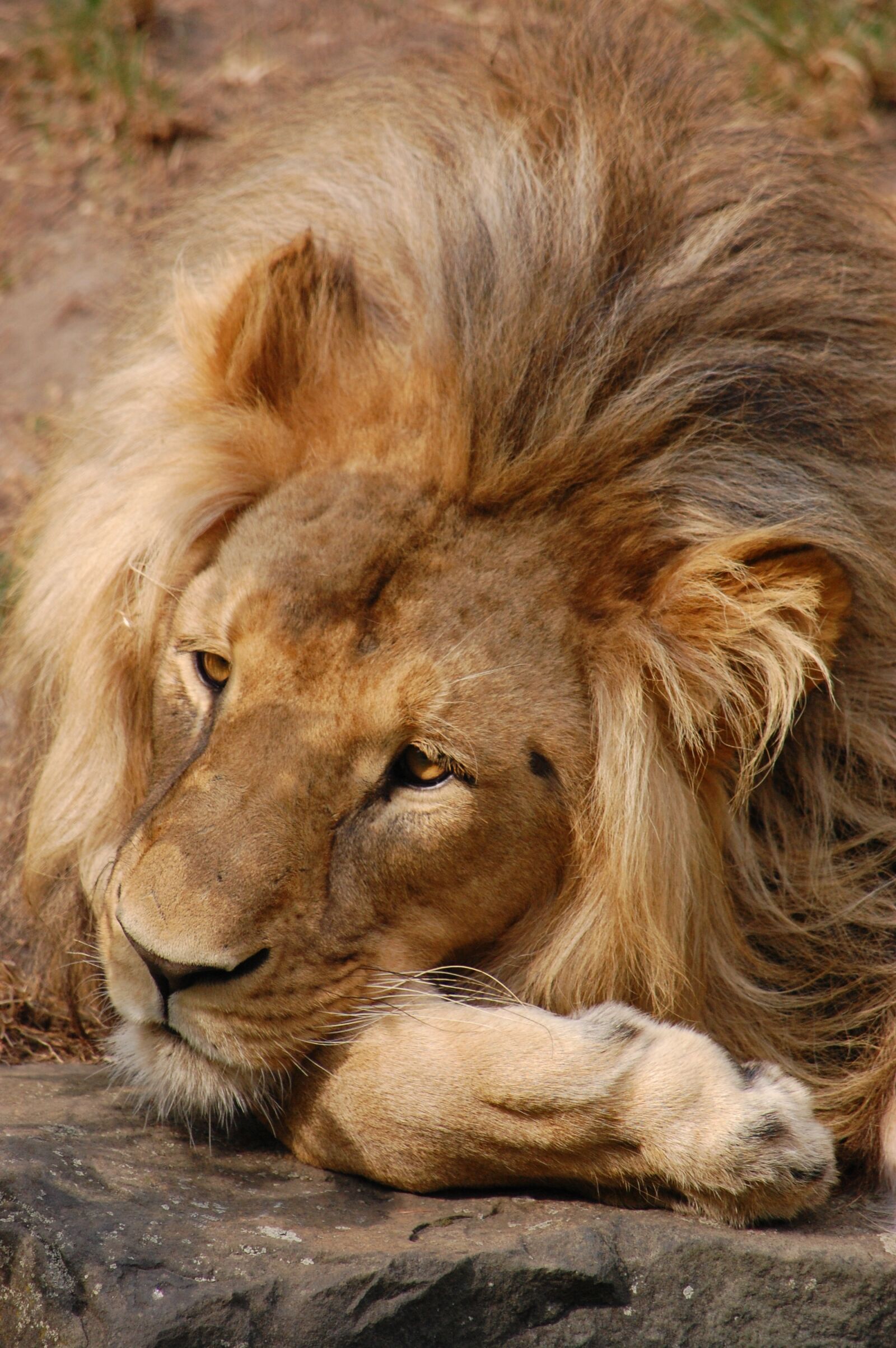Nikon D40 sample photo. Lion, coat, animals photography