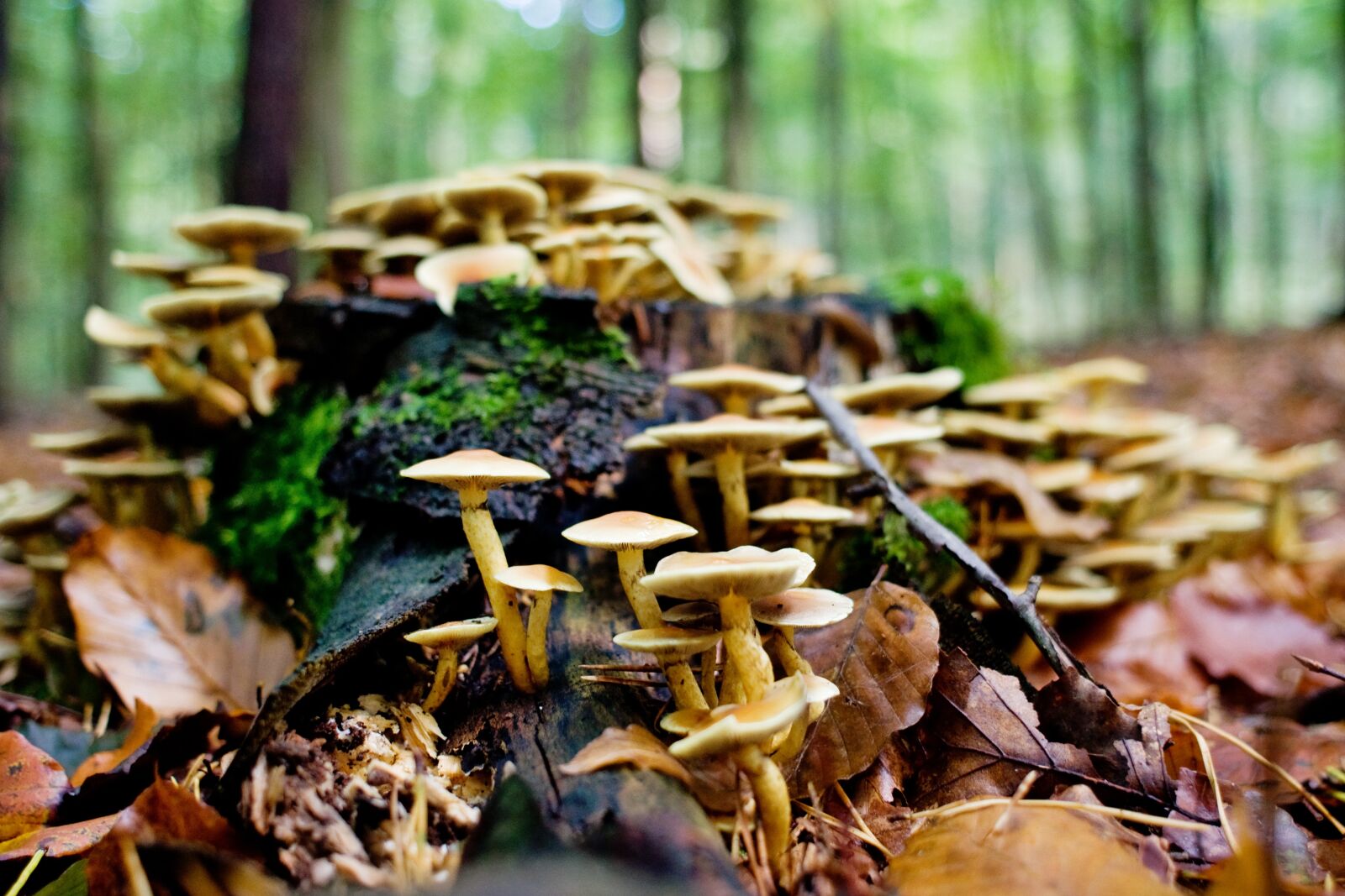 Nikon D90 sample photo. Mushrooms, forest, log photography