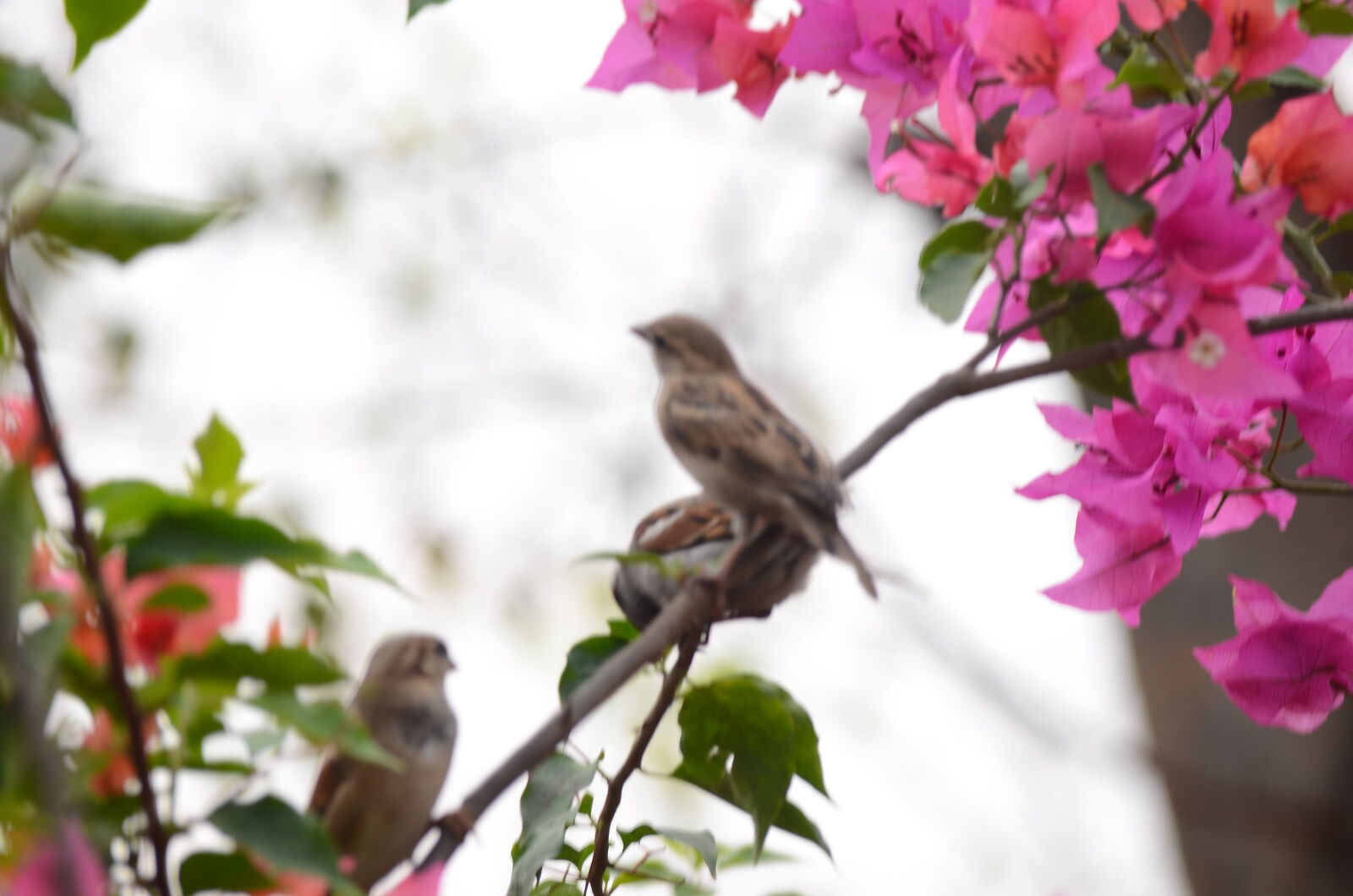 Nikon D7000 sample photo