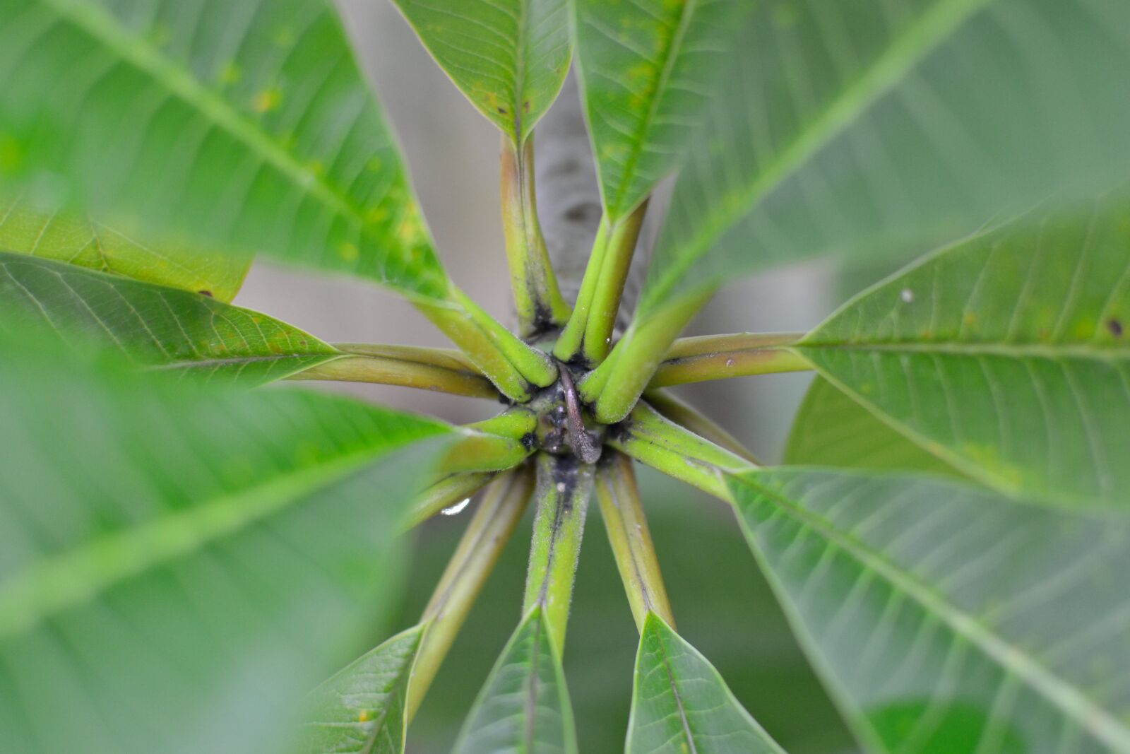 Nikon D3100 sample photo. Plant, leaves, nature photography