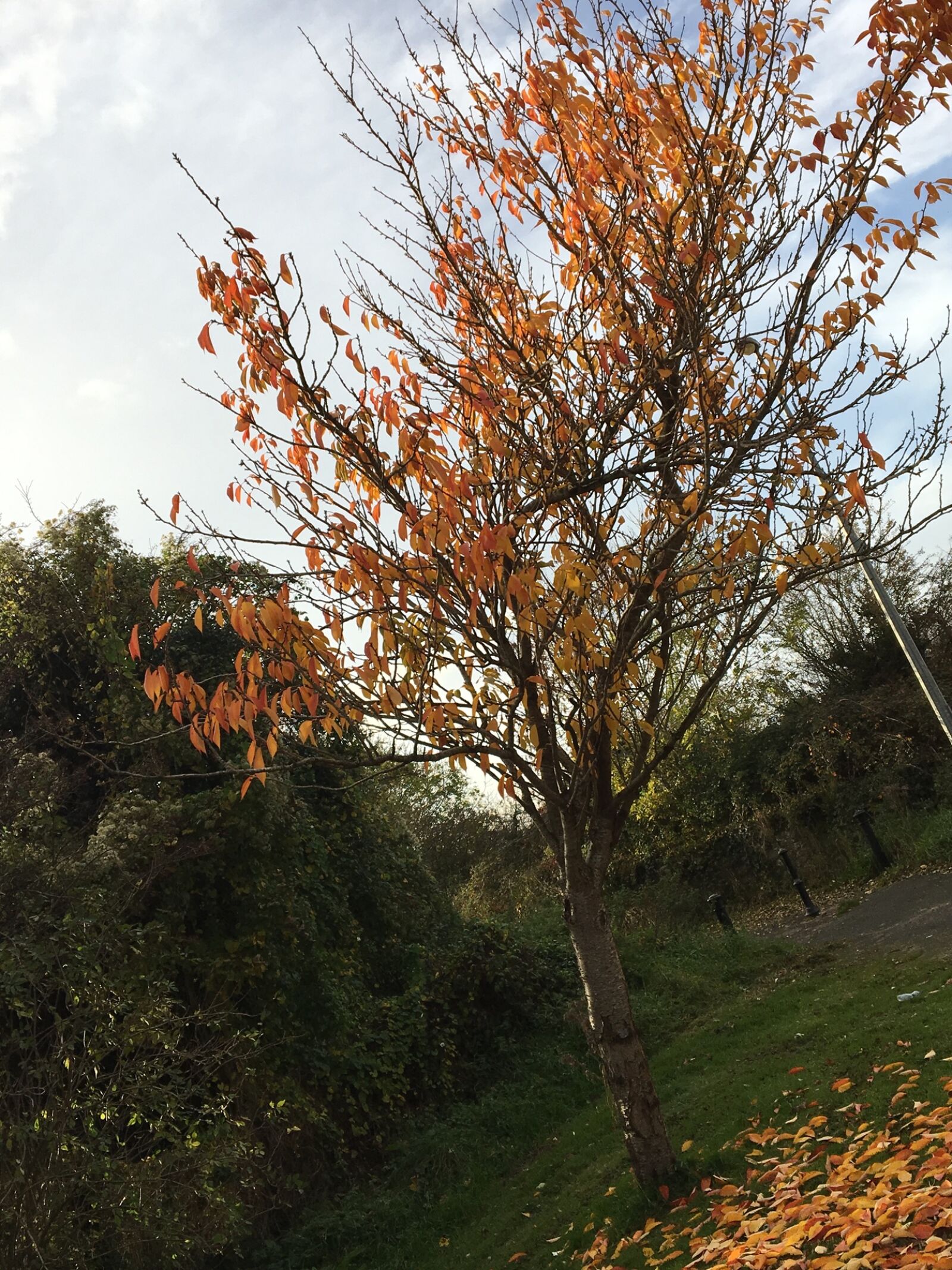 Apple iPhone 6s sample photo