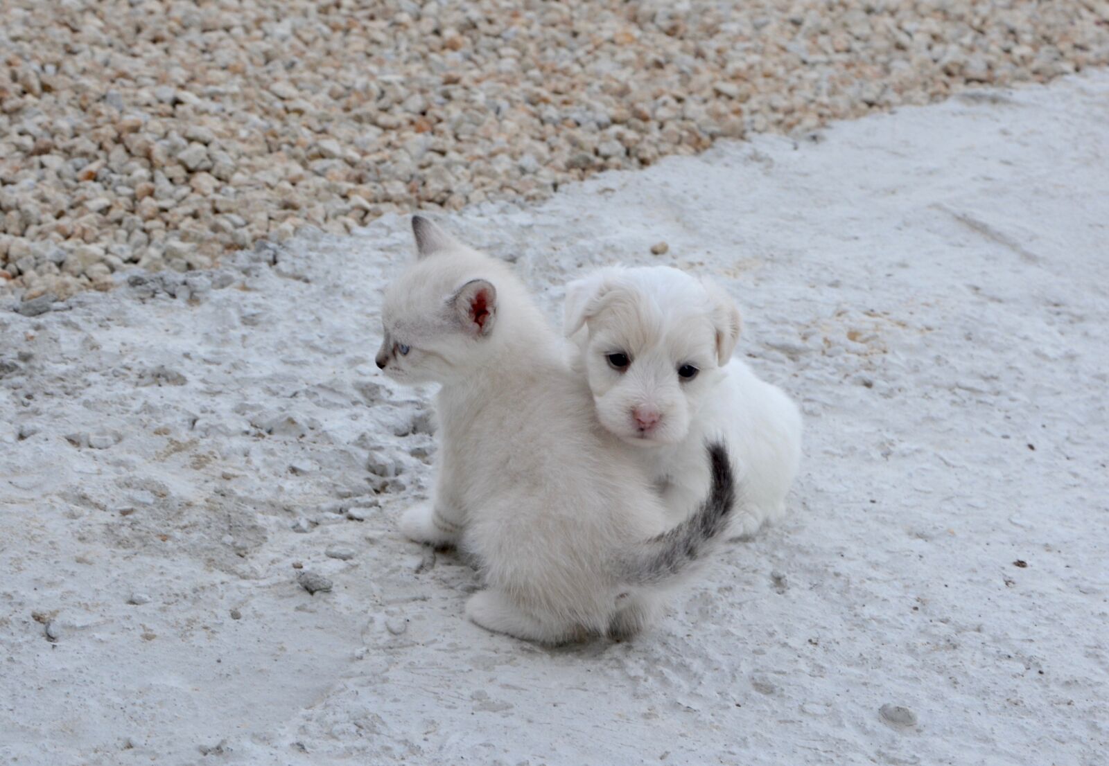 Nikon D5200 sample photo. Dog cat, puppy, kitten photography