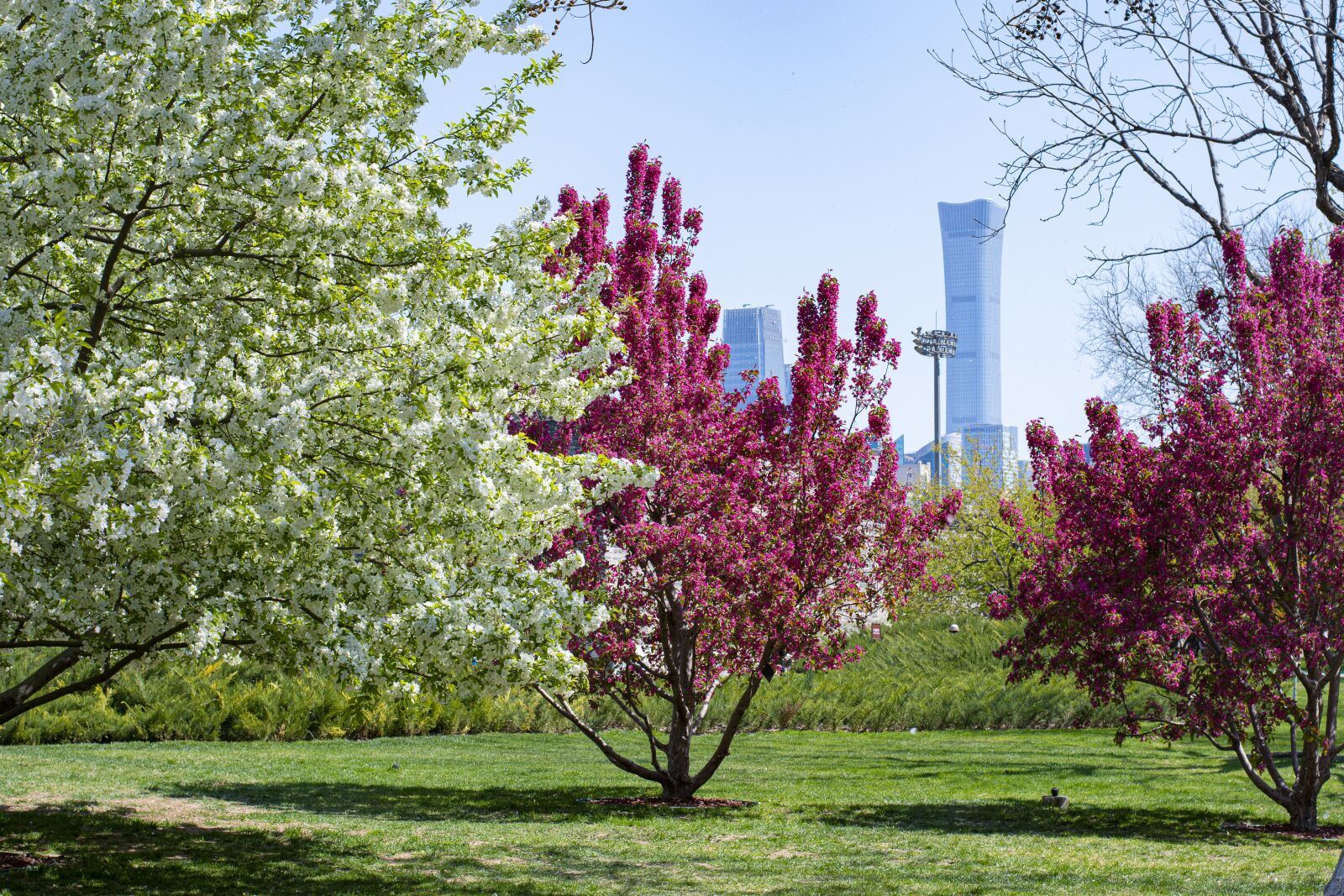 Nikon D7500 sample photo. Tree, flower, grassland photography