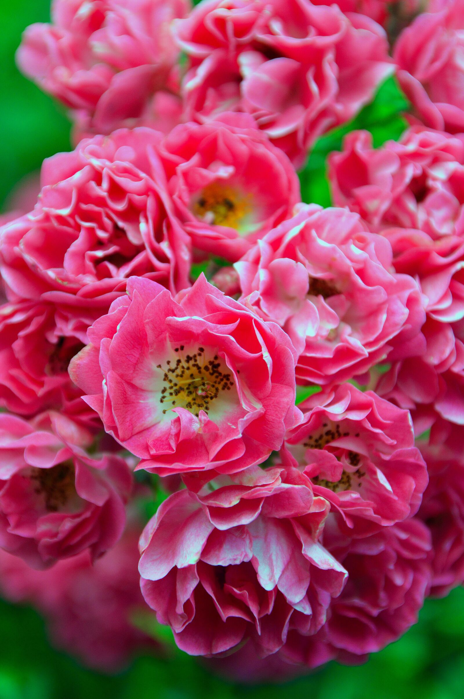 Nikon D3200 sample photo. Flower, plant, nature photography