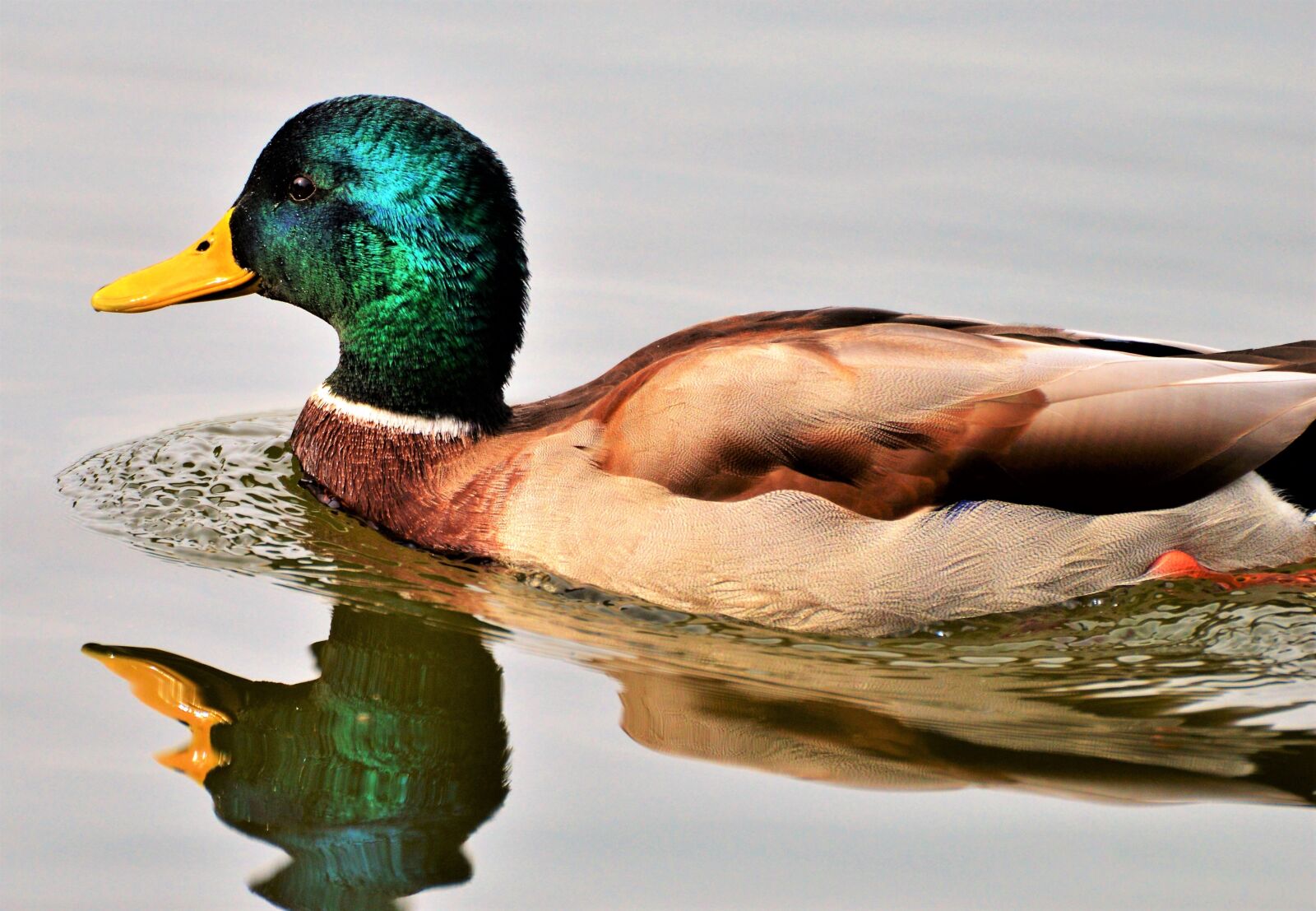 Nikon D3200 sample photo. Ducks, waterfowl, mallard photography