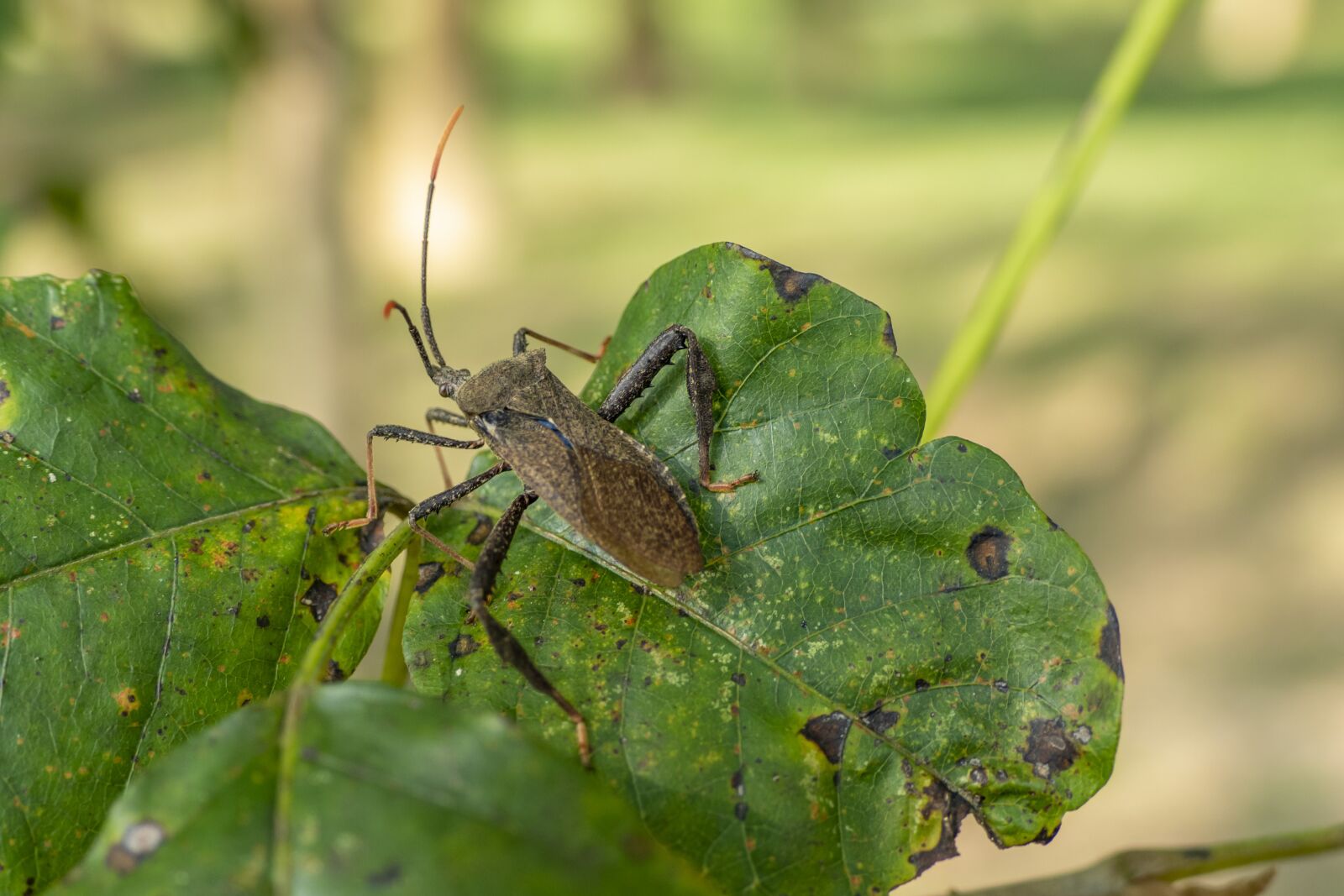 Panasonic Lumix DMC-FZ1000 sample photo. Insect, bug, beetle photography