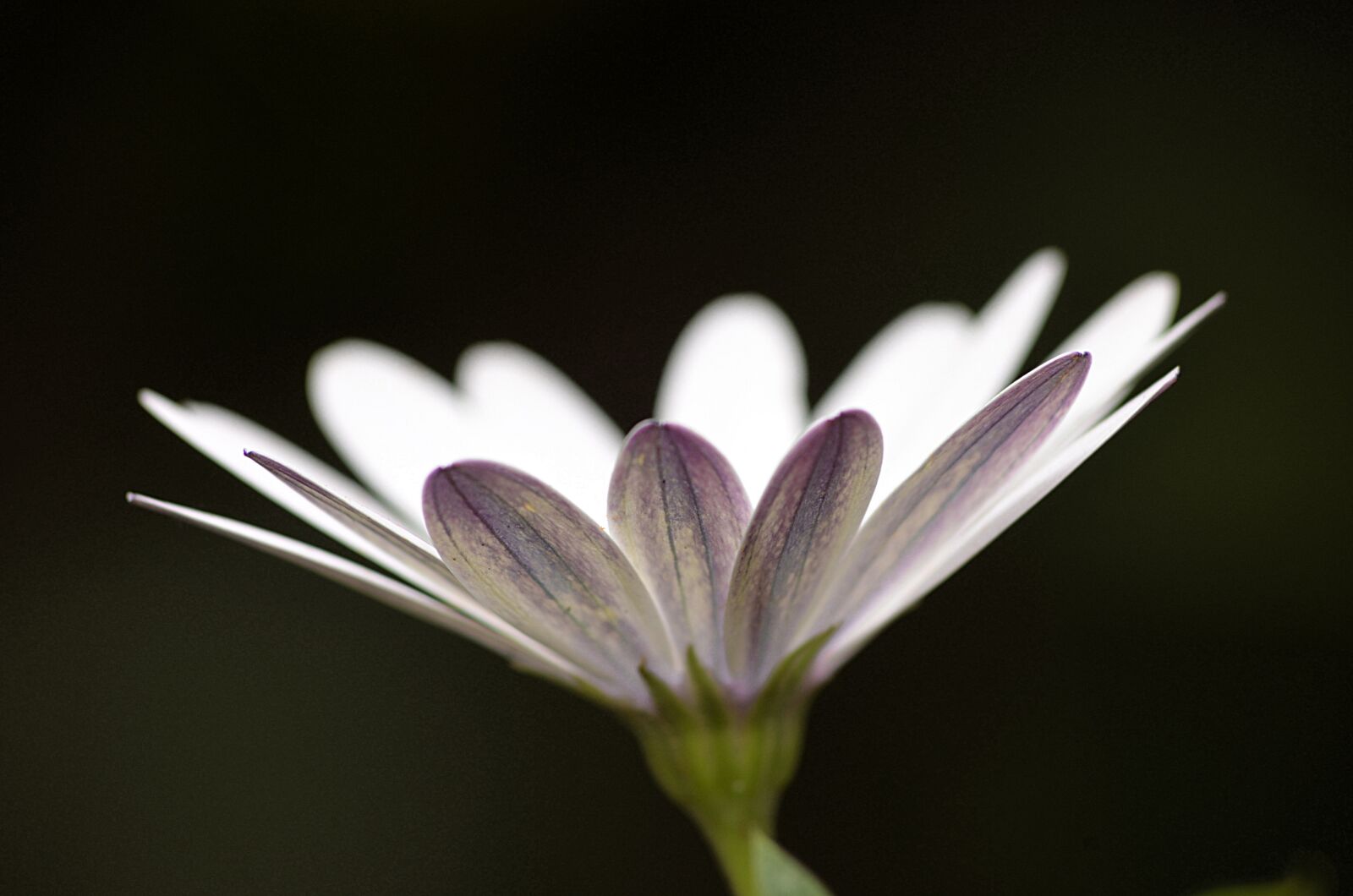 Nikon D5100 sample photo. Marguerite, flower, spring photography