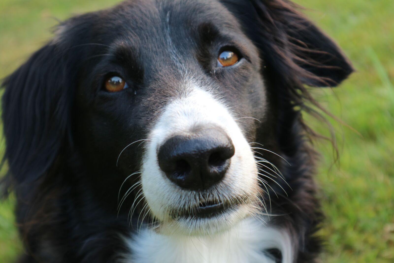 Canon EOS M3 + Canon EF-M 15-45mm F3.5-6.3 IS STM sample photo. Border collie, dog, british photography