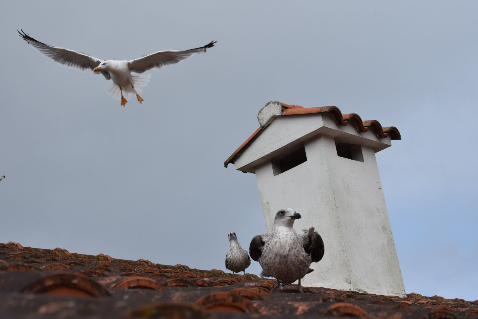 Nikon D3300 sample photo. Seagulls, flying, galicia photography