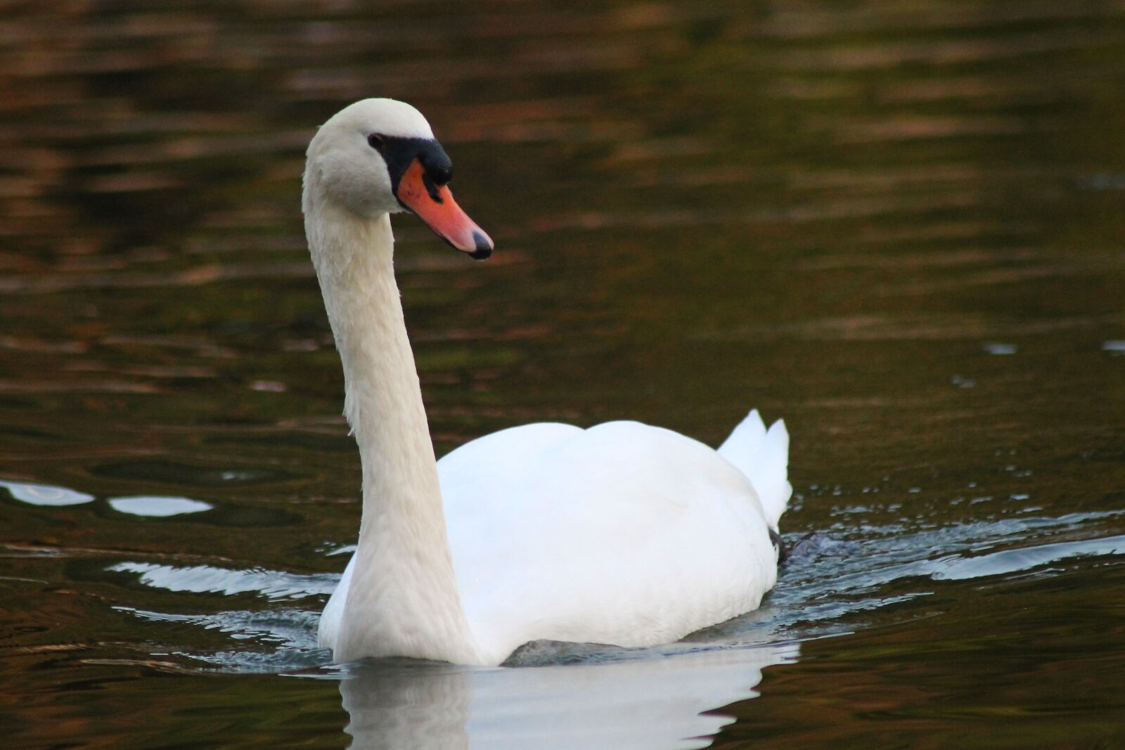 Canon EOS 1100D (EOS Rebel T3 / EOS Kiss X50) sample photo. Swan, lake, white swan photography