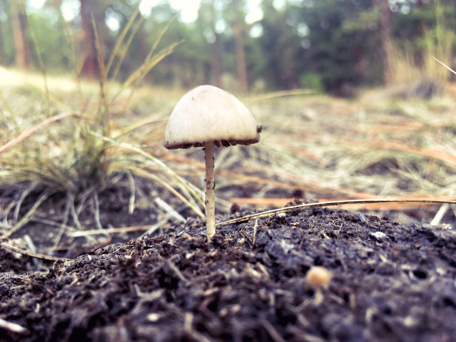 Apple iPhone SE sample photo. Forest, mushroom, light photography
