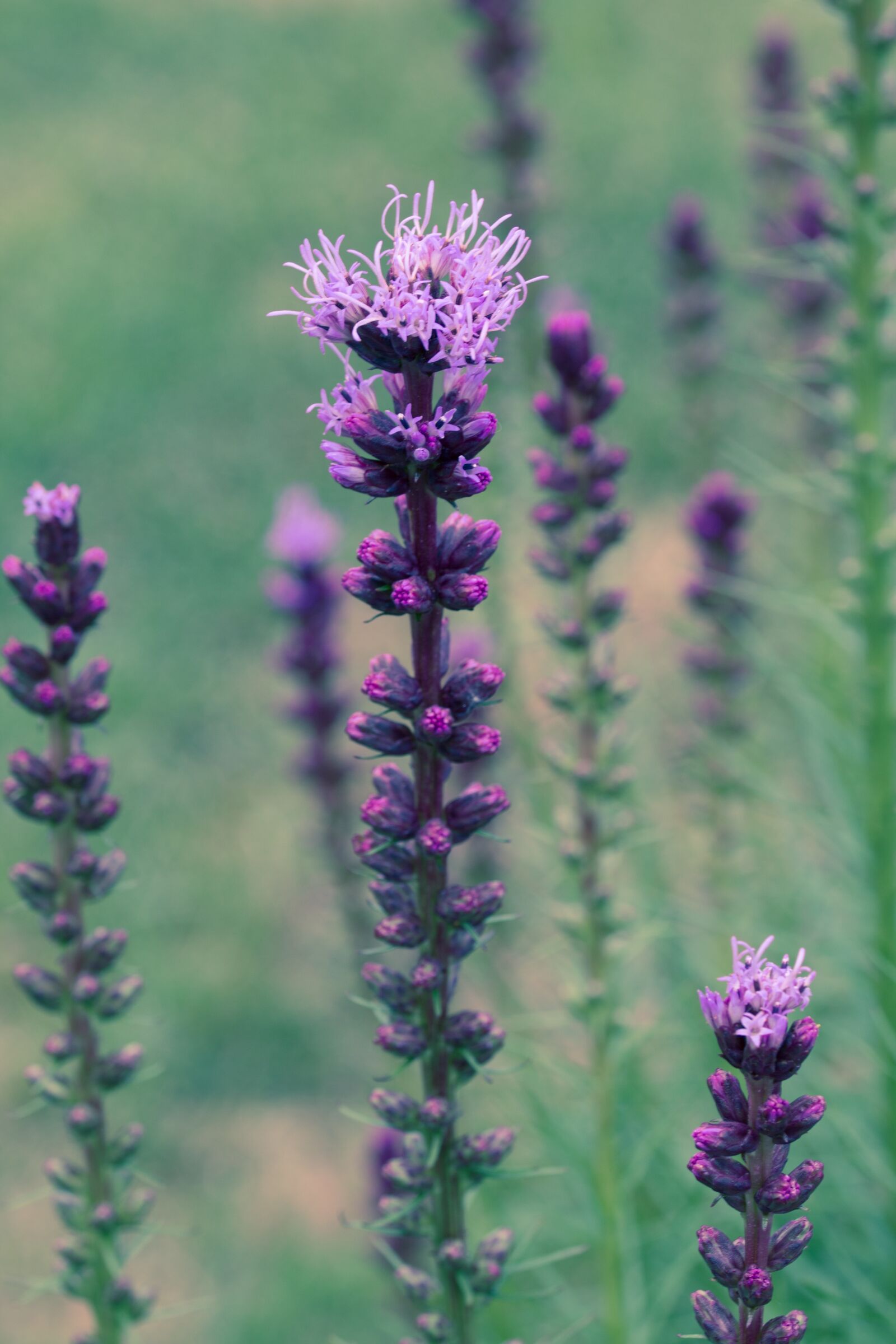 Canon EOS 70D sample photo. Liatris spicata, splendor notch photography