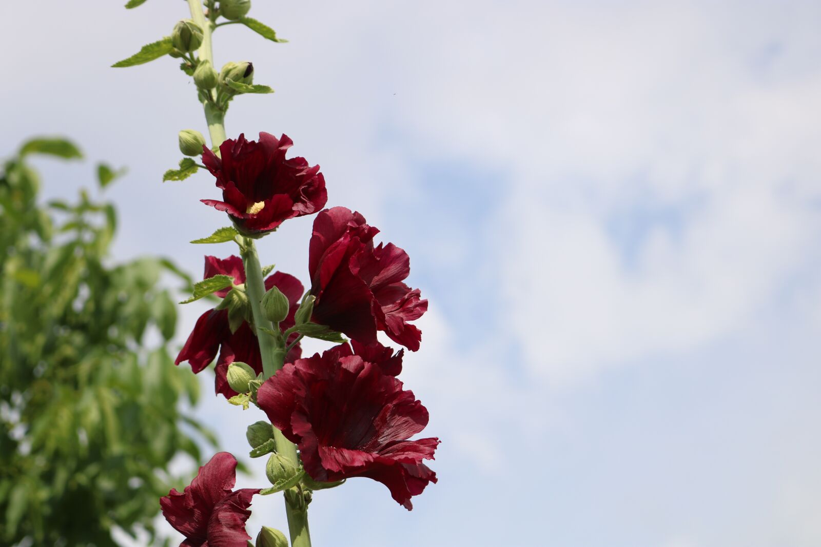 Canon EOS 750D (EOS Rebel T6i / EOS Kiss X8i) sample photo. Red, flower photography
