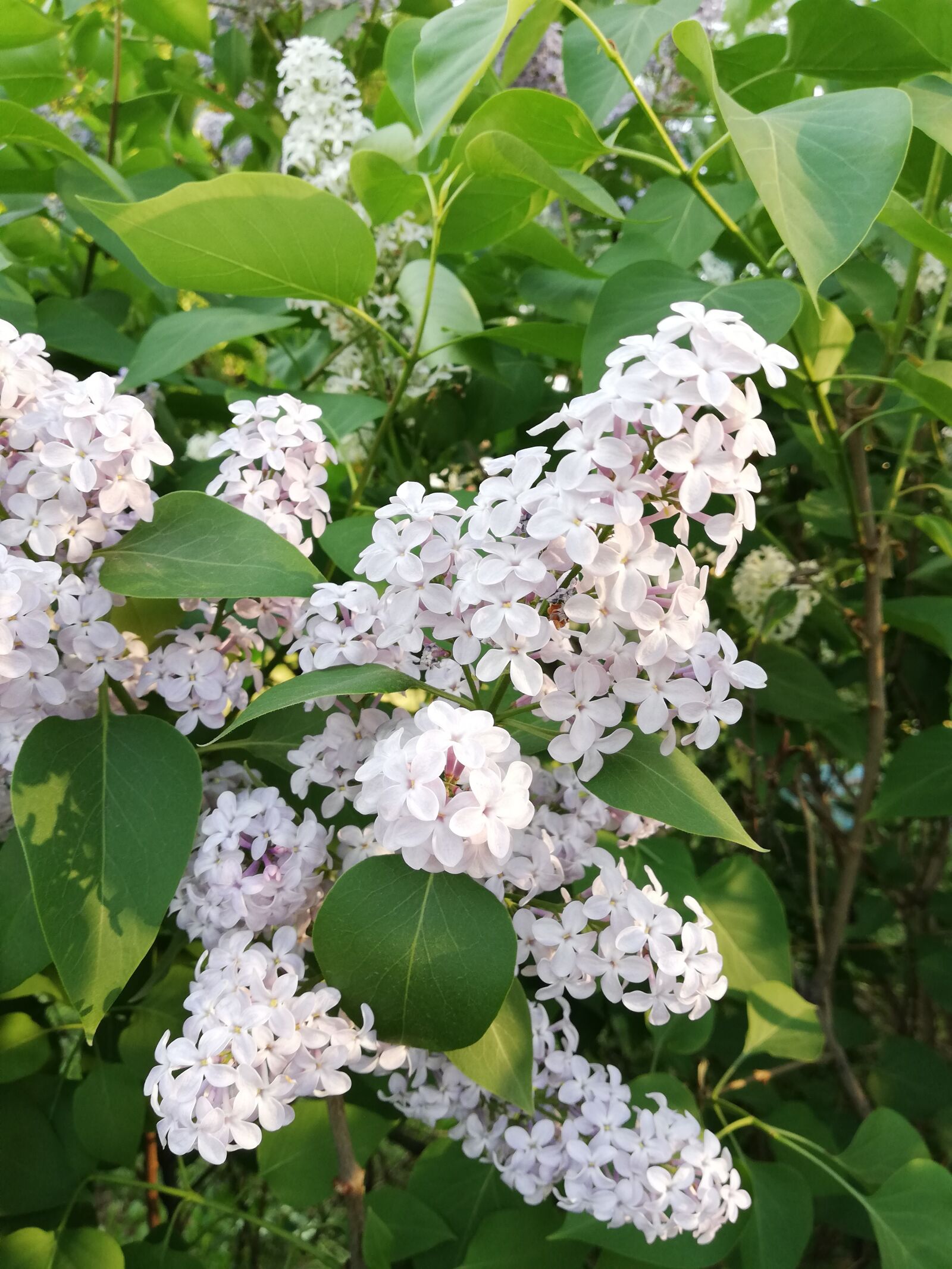 HUAWEI P20 lite sample photo. Lilac, spring, may photography