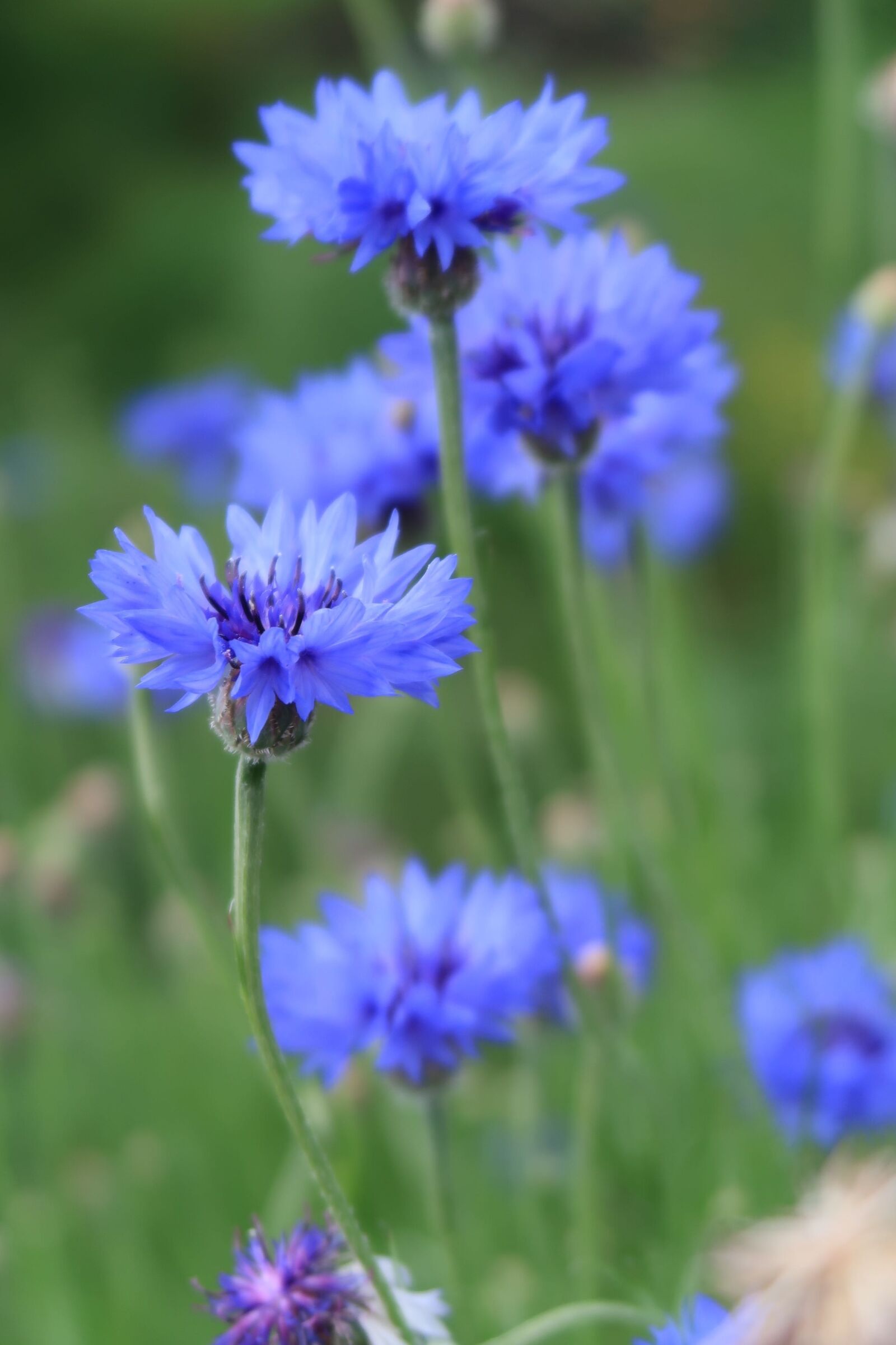 Canon PowerShot G7 X Mark II sample photo. Natural, flowers, plant photography