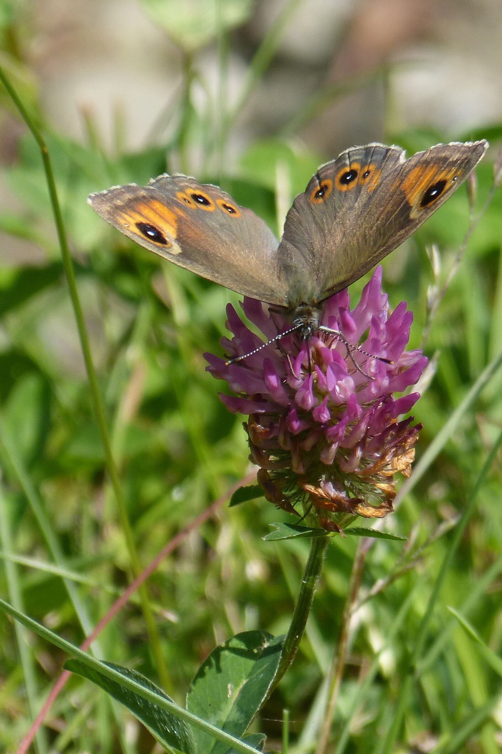 Panasonic DMC-FZ62 sample photo. Butterfly, brown eye, lasiommata photography
