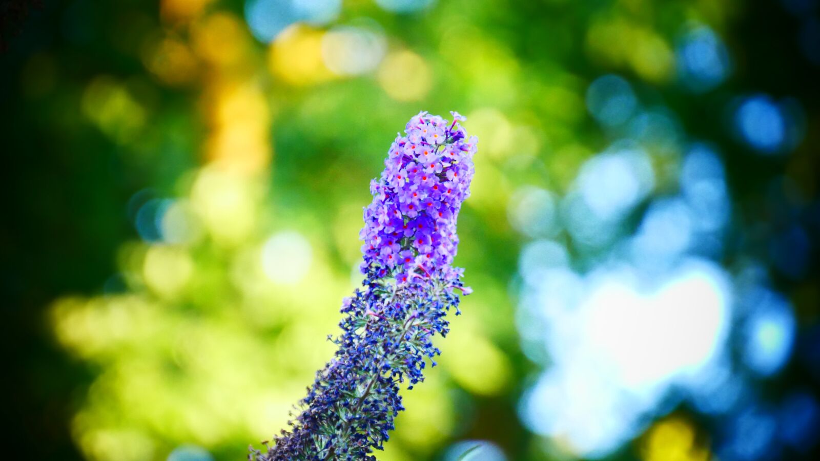 Panasonic Lumix DMC-G85 (Lumix DMC-G80) sample photo. Butterfly bush, nature, garden photography