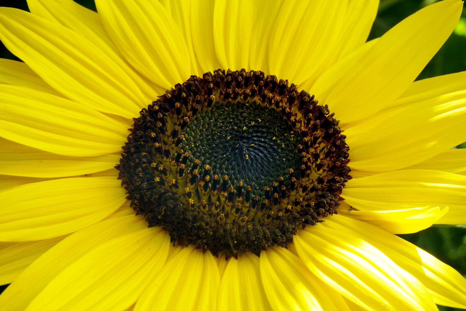 Panasonic Lumix DMC-FZ35 (Lumix DMC-FZ38) sample photo. Sunflower, flower, jjmacedo photography