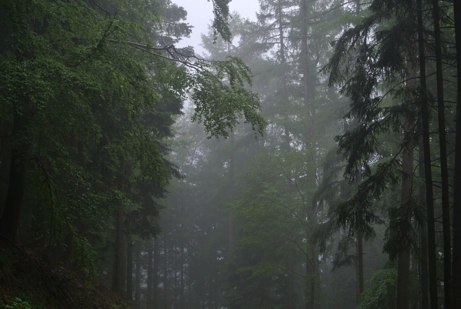 Nikon 1 Nikkor VR 10-30mm F3.5-5.6 sample photo. Forest, fog, trees photography