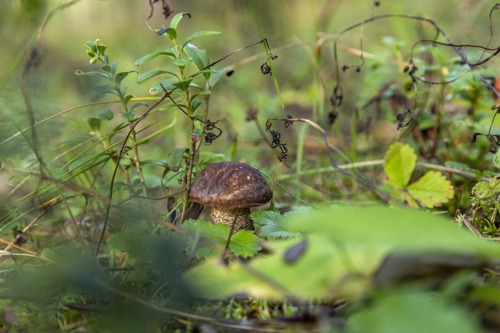 Canon EOS 6D + Canon EF 24-70mm F2.8L II USM sample photo. Mushroom, fungus, wild mushroom photography