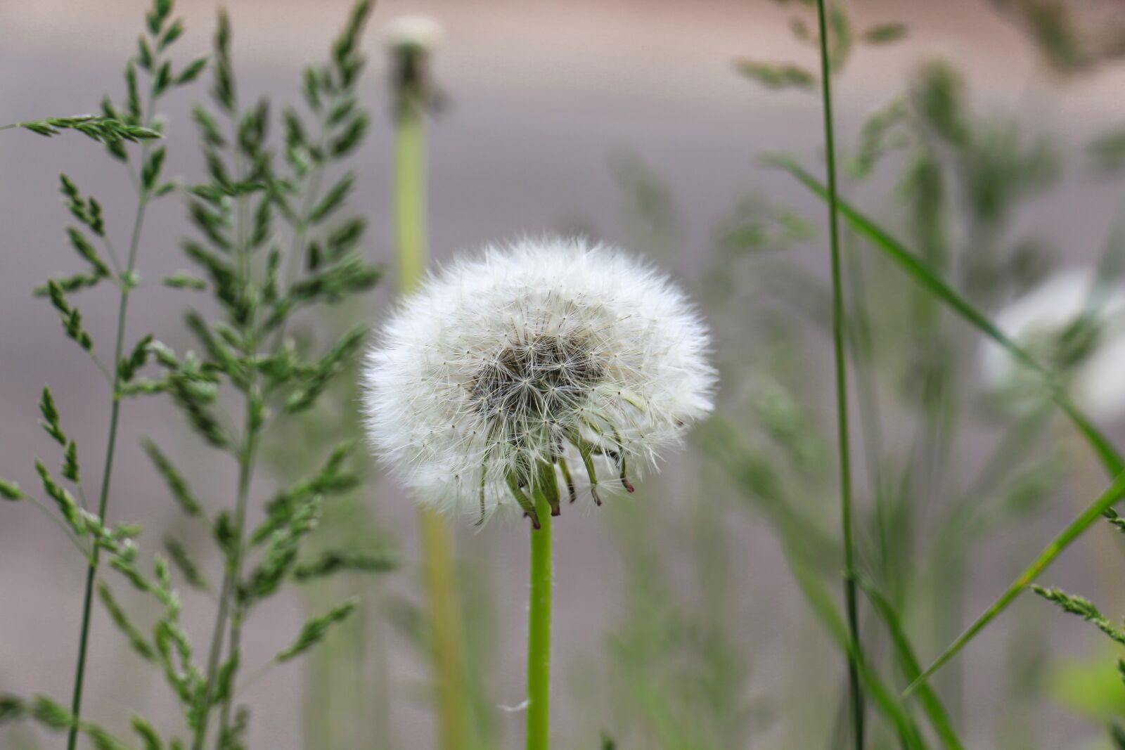 Canon EOS 700D (EOS Rebel T5i / EOS Kiss X7i) sample photo. Plant, dandelion, roadside photography