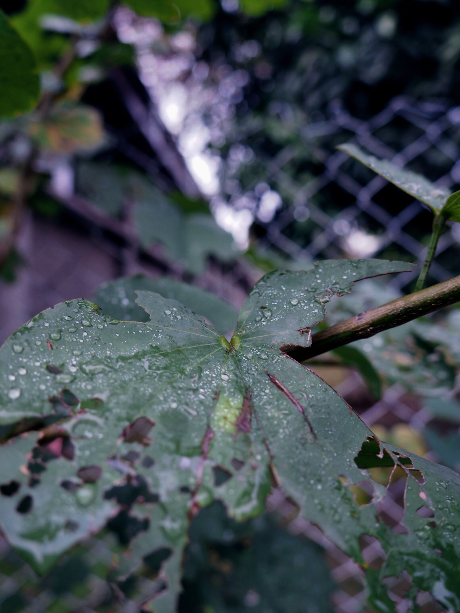 Olympus OM-D E-M1 sample photo. Bokeh, leaf, outdoor photography