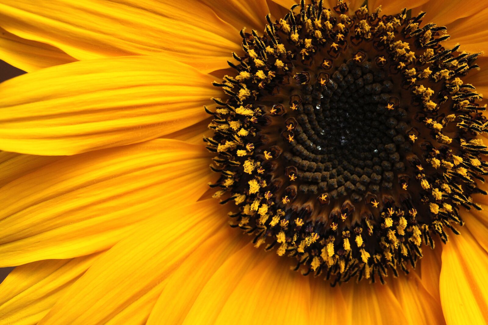 Canon EOS 5D Mark II sample photo. Sunflower, flower, yellow flowers photography