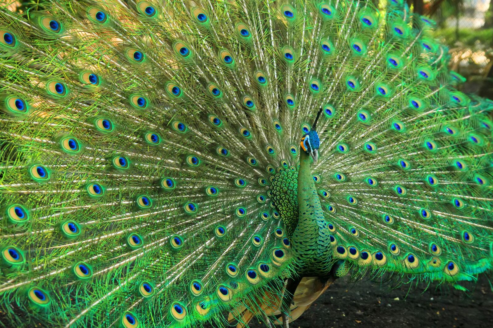 Canon EOS 60D sample photo. Beautiful, peacock, bird photography