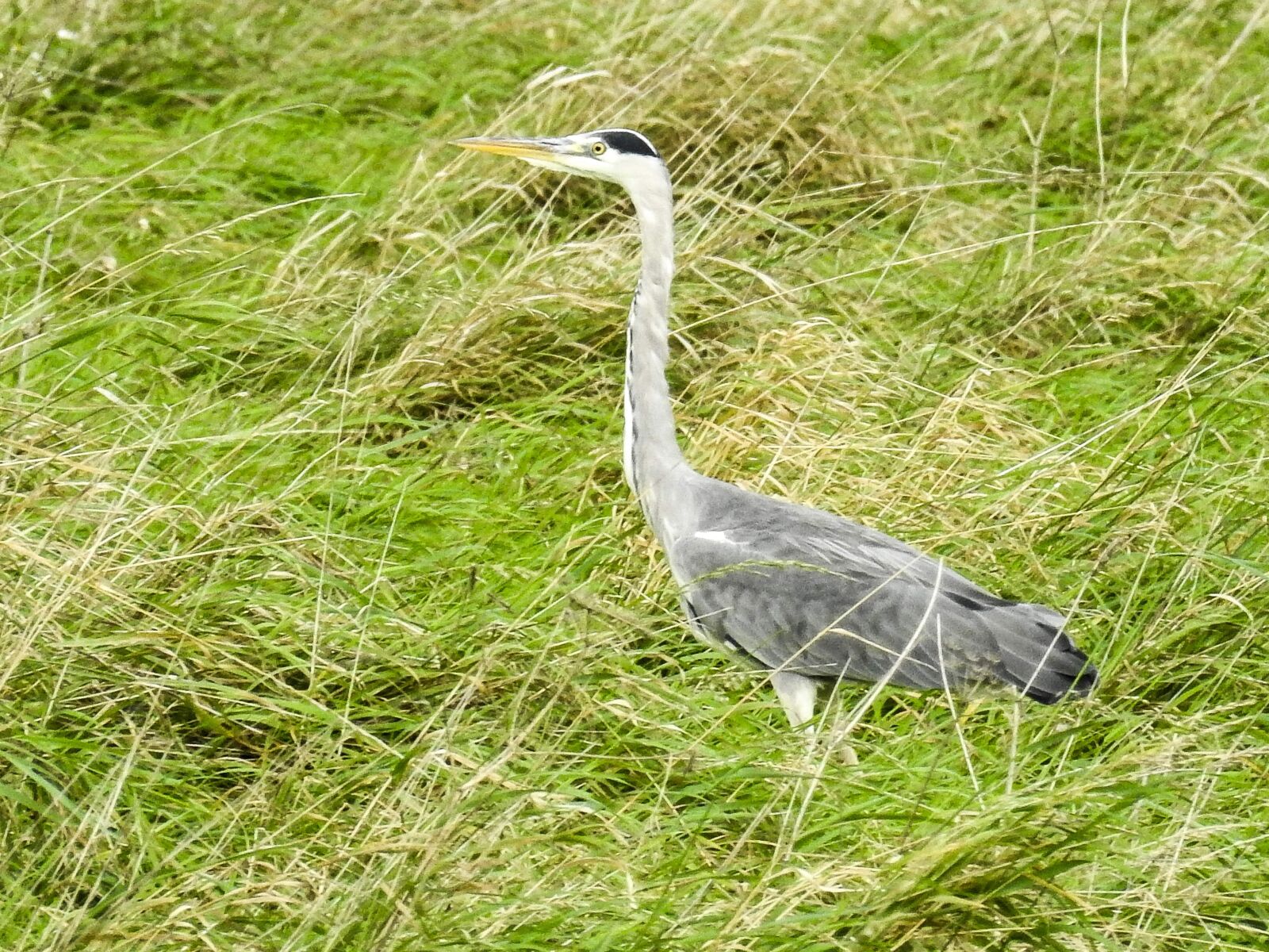 Nikon Coolpix P900 sample photo. Grey heron, heron, water photography