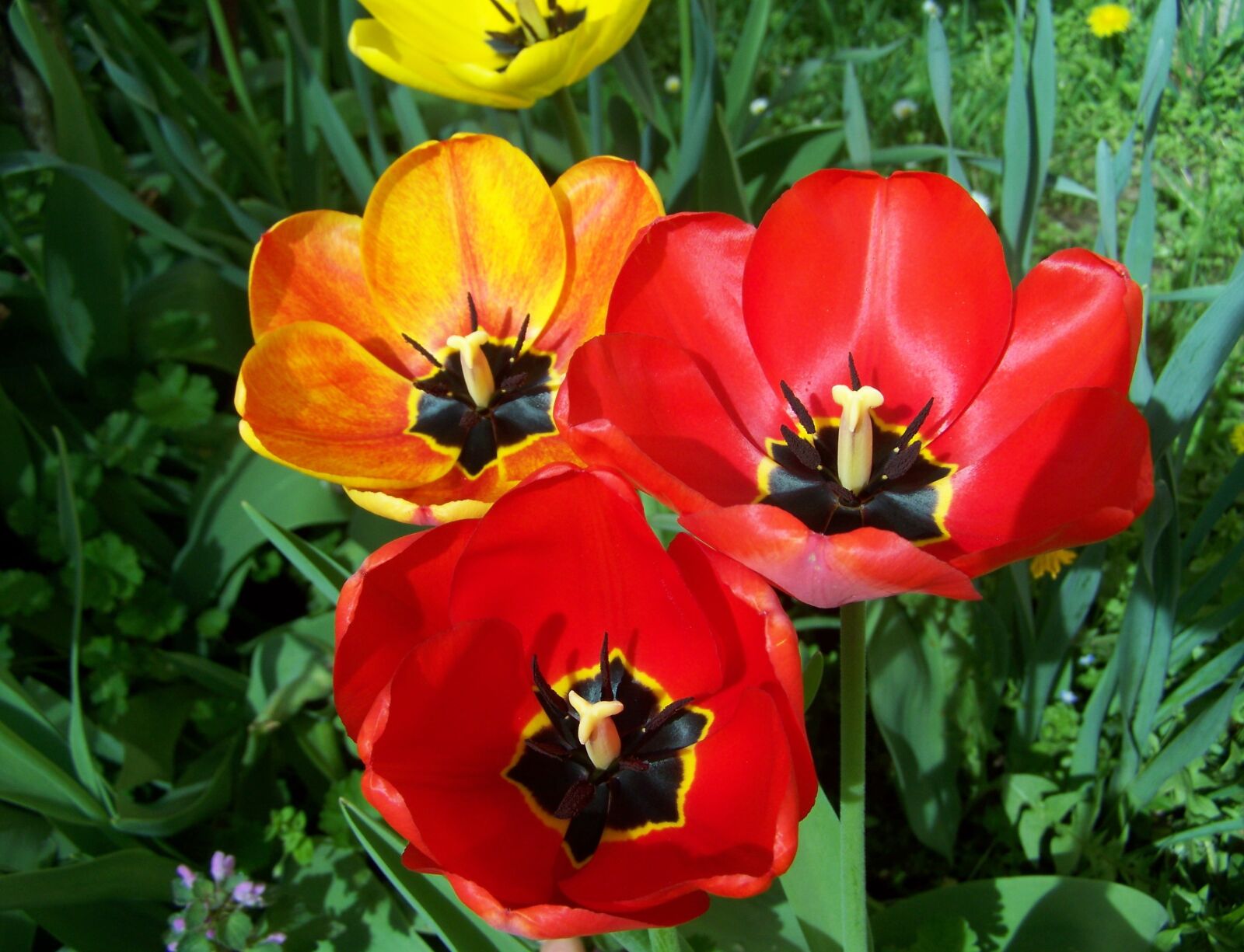 Kodak EASYSHARE ZD710 ZOOM DIGITAL CAMERA sample photo. Tulips, red flower, spring photography