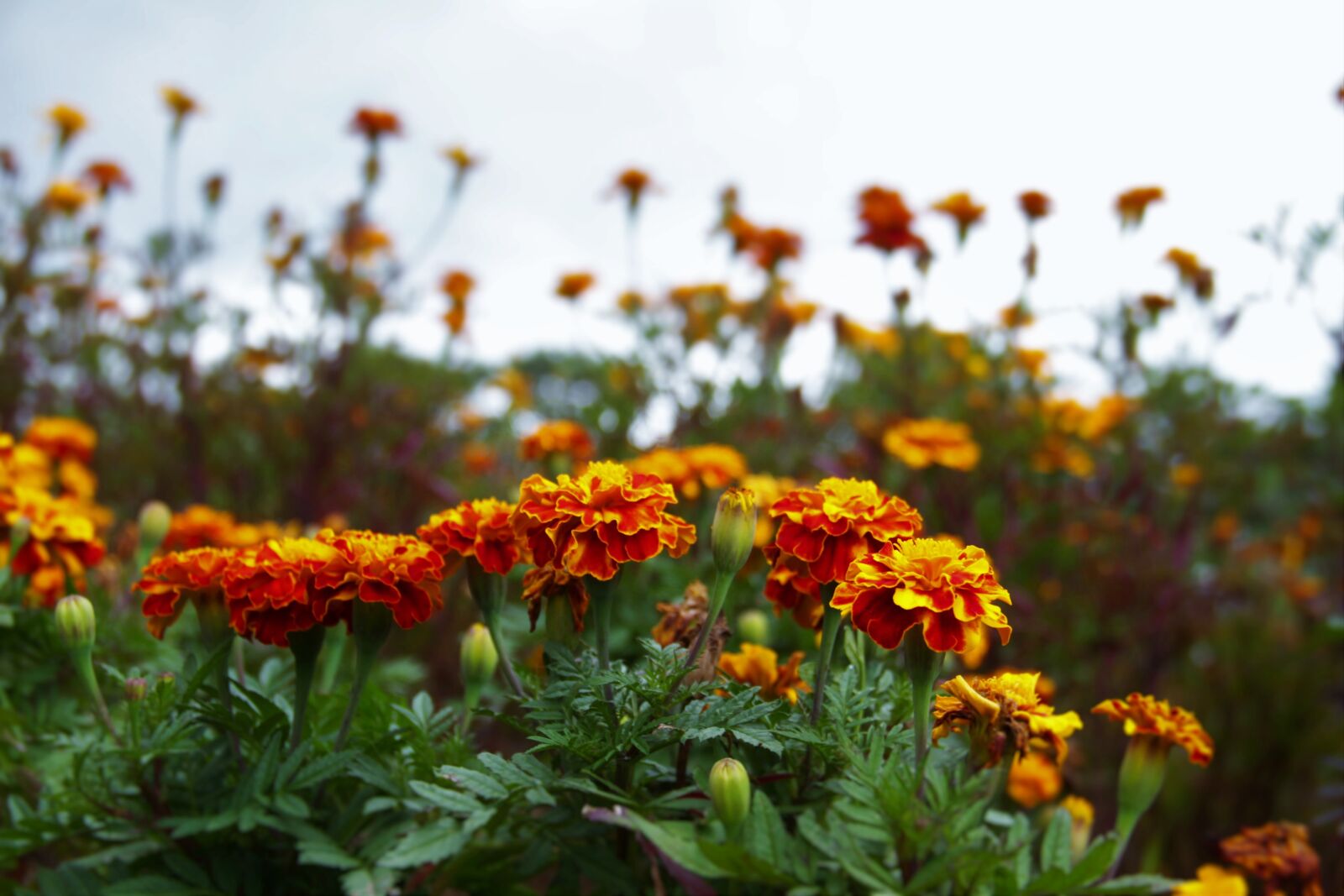 Canon EOS 7D sample photo. Art, flowers, nature photography