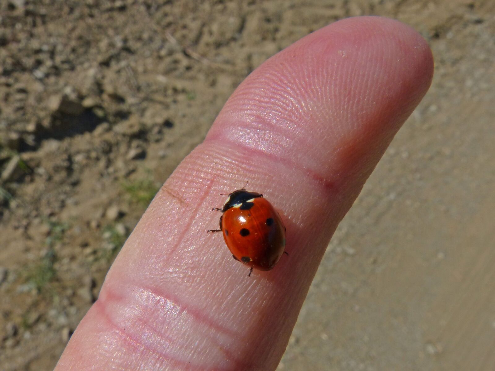 Panasonic DMC-FZ62 sample photo. Ladybug, finger, small photography