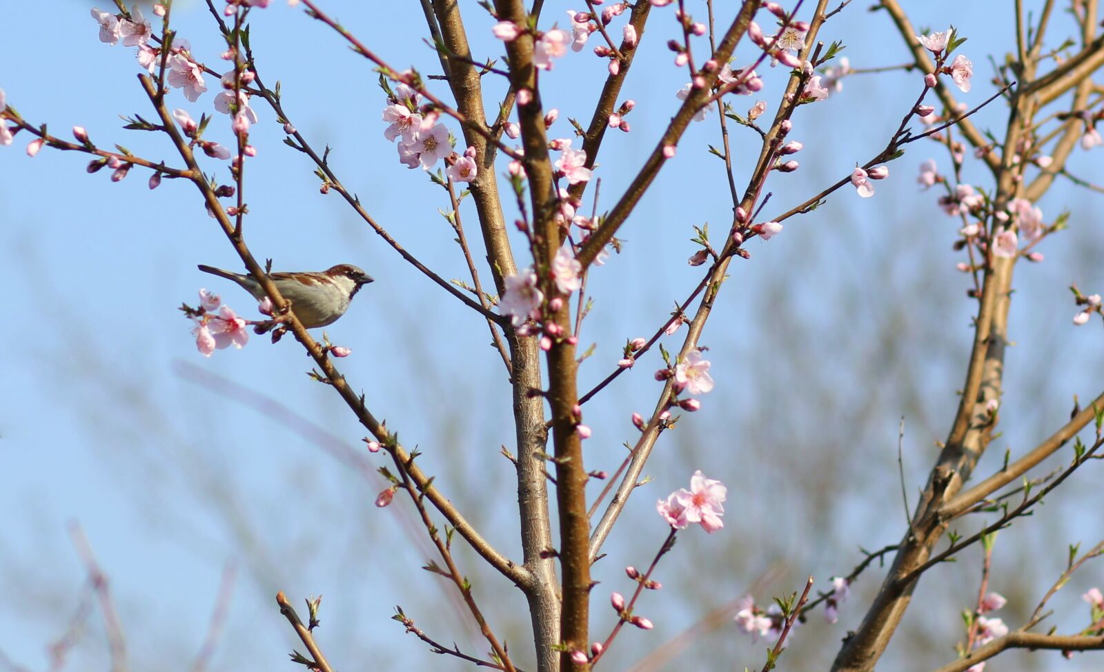 Canon EF 85mm F1.8 USM sample photo. Sparrow, birds, tree photography