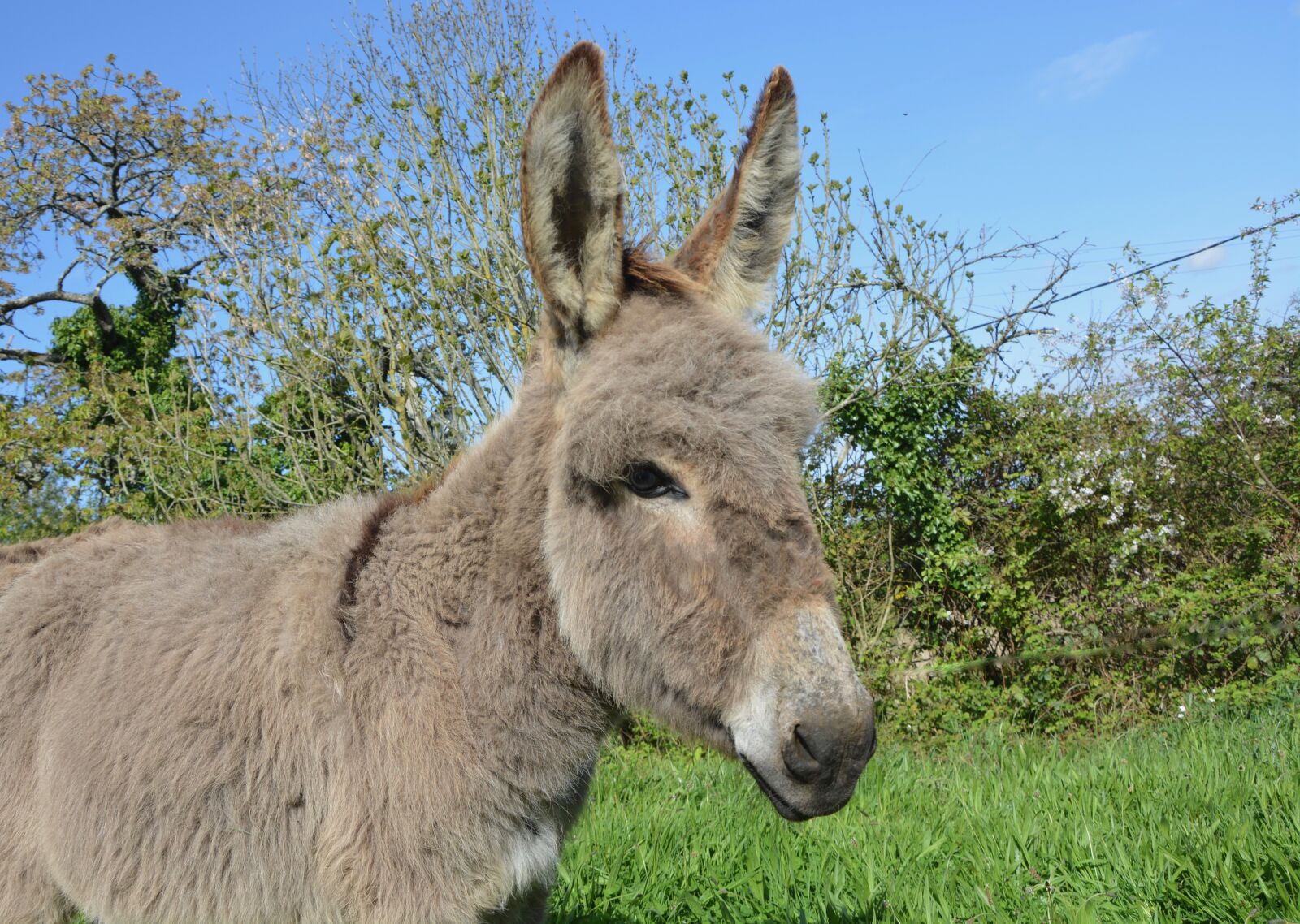 Nikon D5200 sample photo. Donkey, equine, animal photography