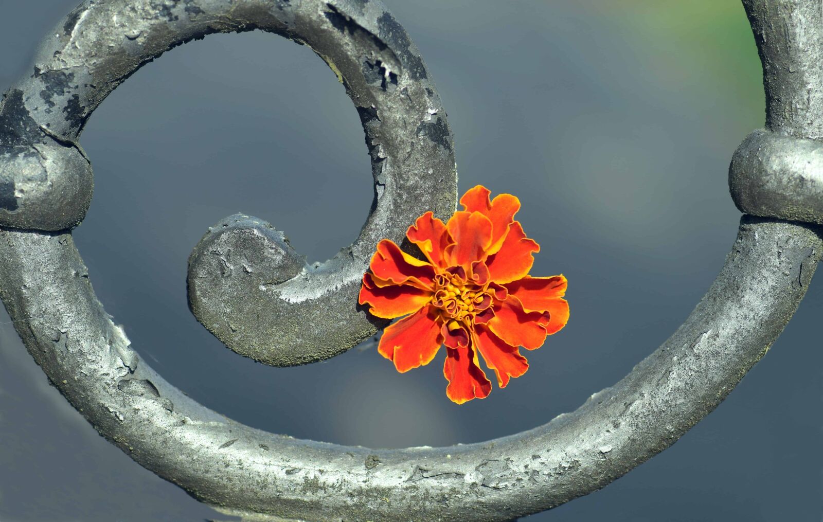 Nikon D3300 sample photo. Flower, metal, iron, art photography