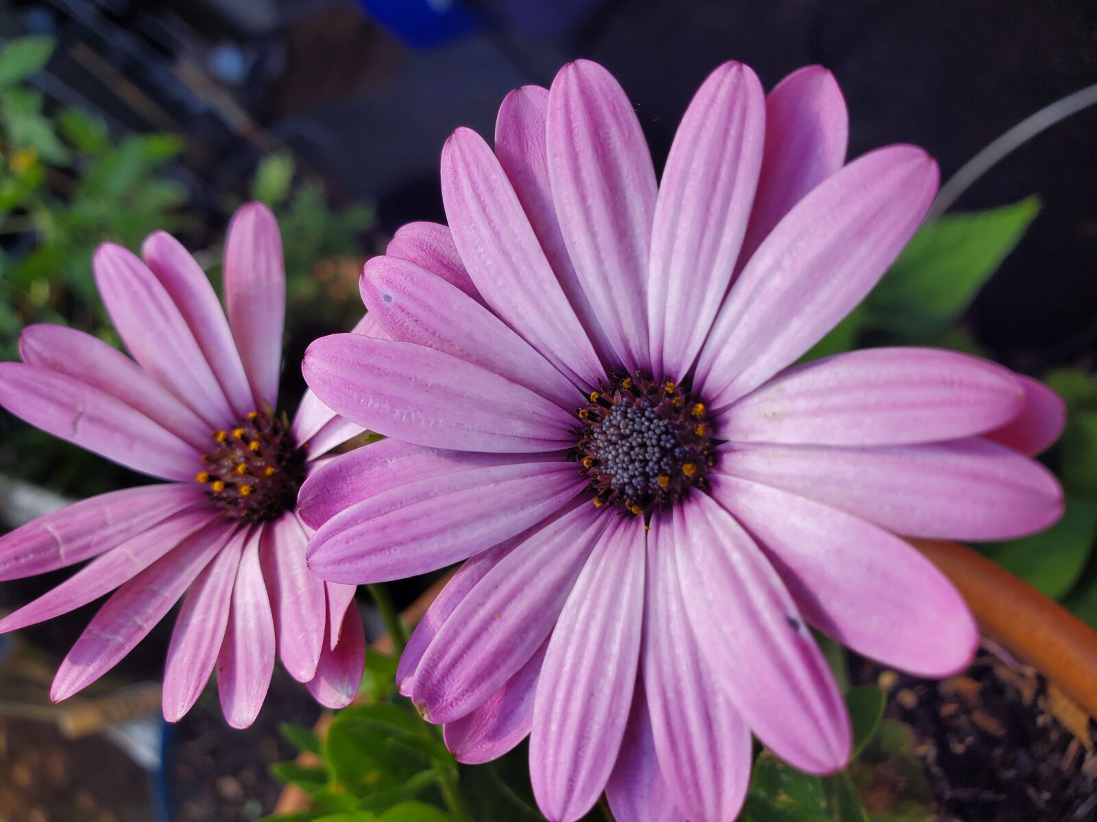 Samsung Galaxy S10e sample photo. African daisy, pink, gardening photography