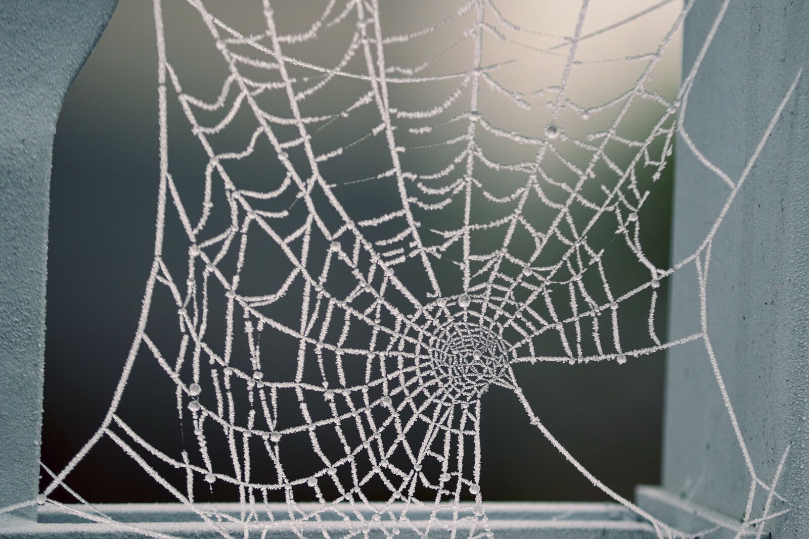 Canon EOS 200D (EOS Rebel SL2 / EOS Kiss X9) sample photo. Spider webs, hoarfrost, frozen photography