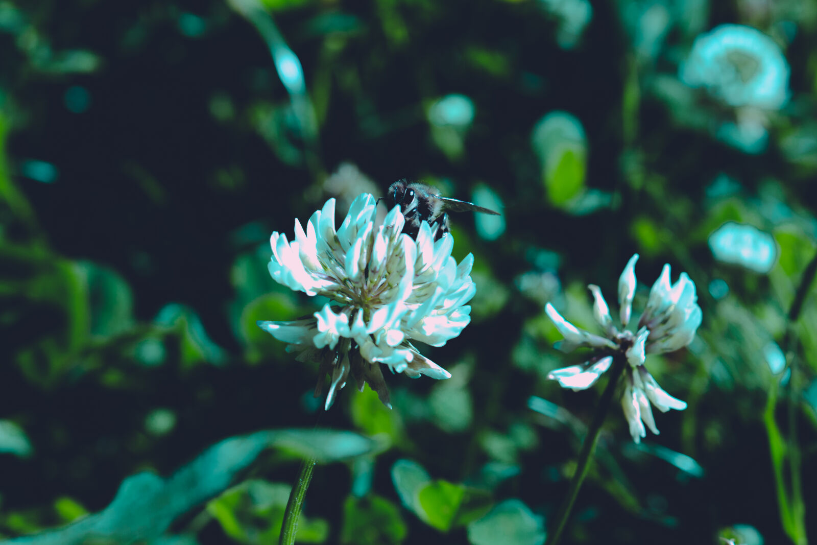 Canon EOS 700D (EOS Rebel T5i / EOS Kiss X7i) sample photo. Bee, bloom, blooming, blur photography
