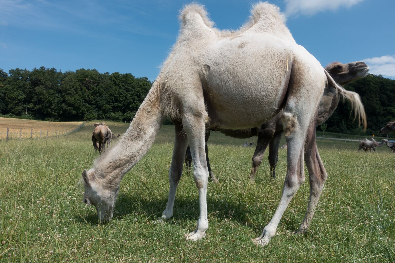 Sony Cyber-shot DSC-RX100 III sample photo. Camel, camelus bactrianus, paarhufer photography