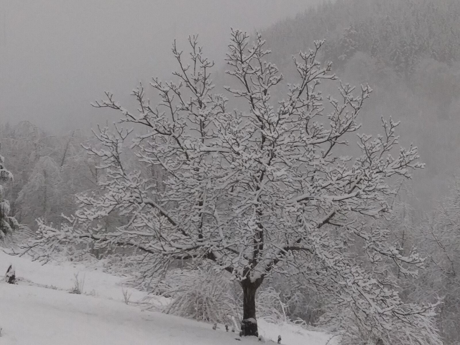 LG PREMIER PRO sample photo. Walnut, tree, snow photography