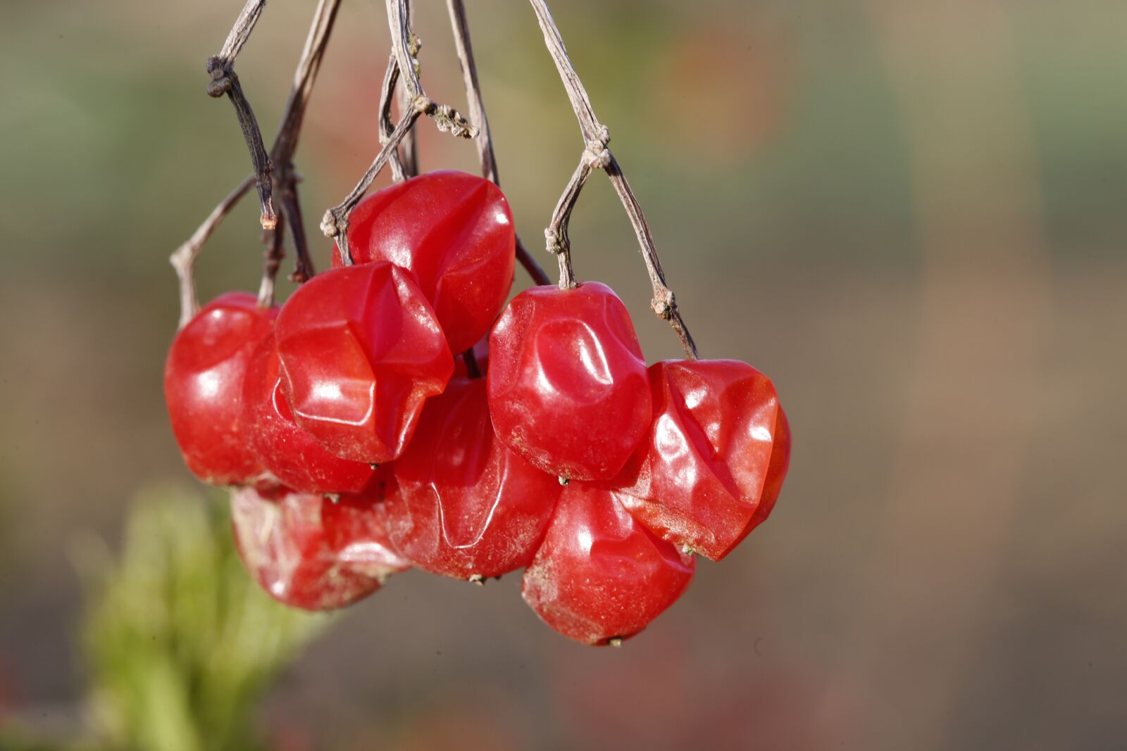 Canon EF 100mm F2.8L Macro IS USM sample photo. Rowanberries, old, mountain ash photography
